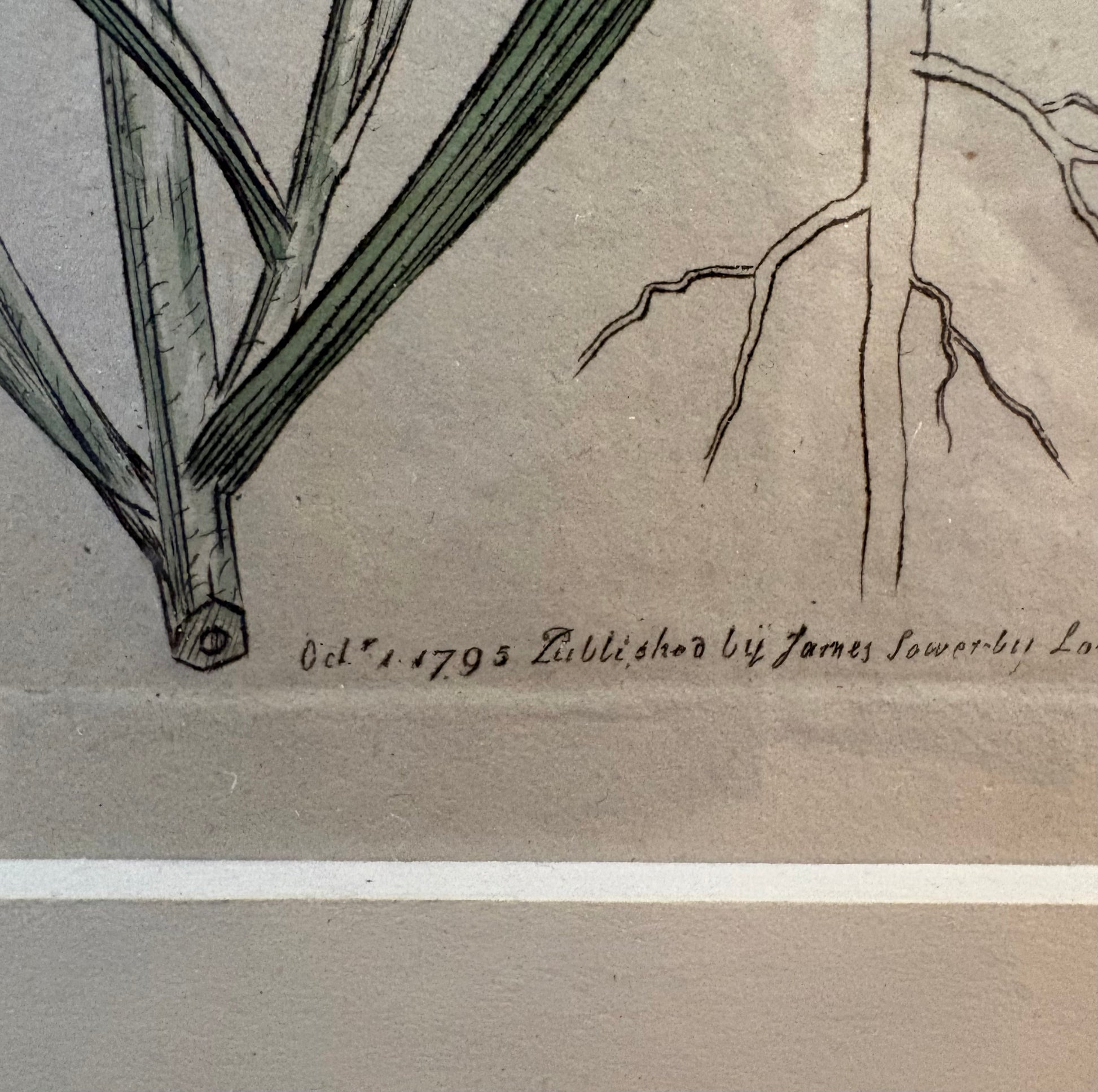 1795 antique botanical art engraving, cornflower, hand painted, framed art, flower
