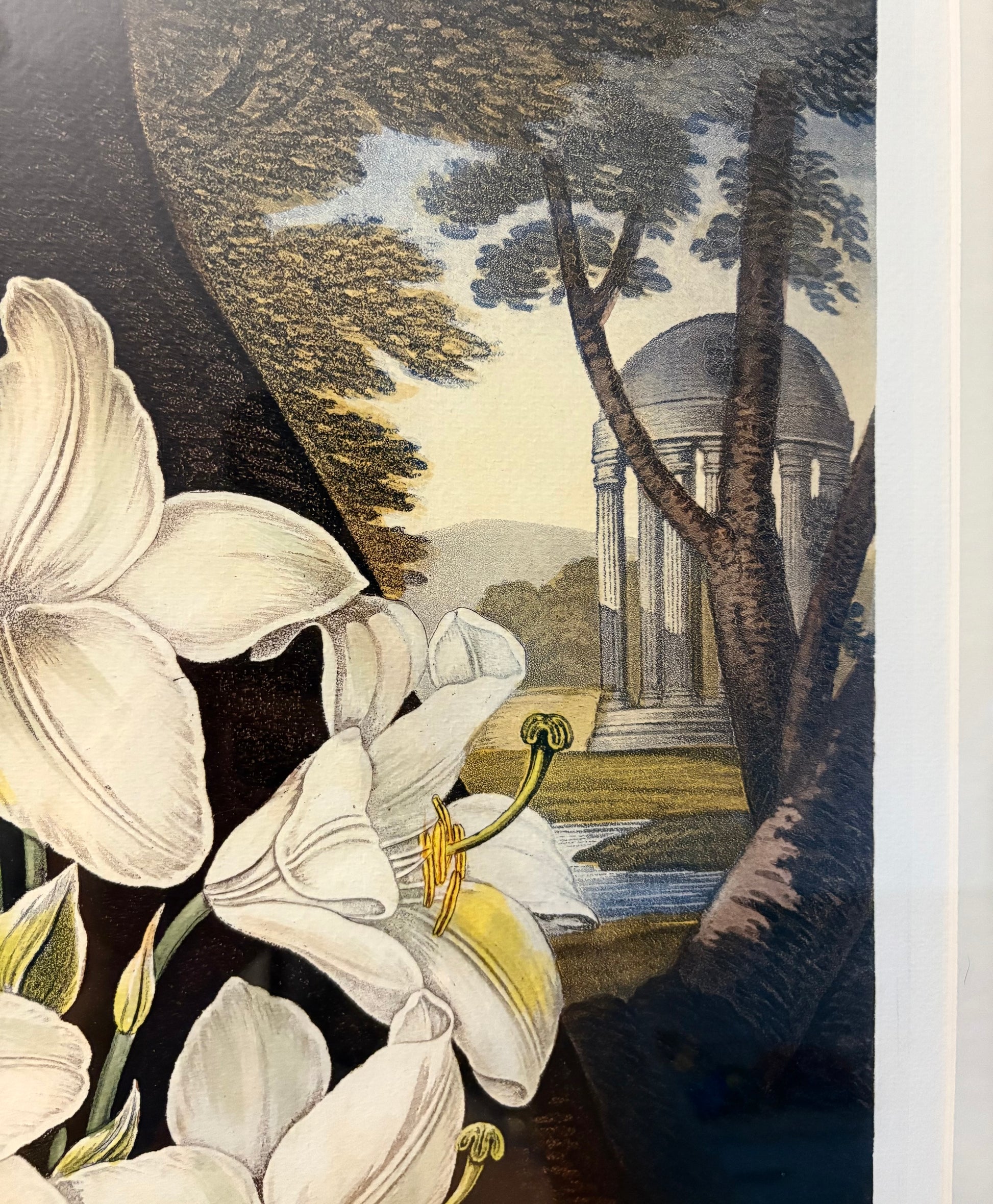 Framed large White Lily print, Temple of Flora, Robert Thornton, quality framed art