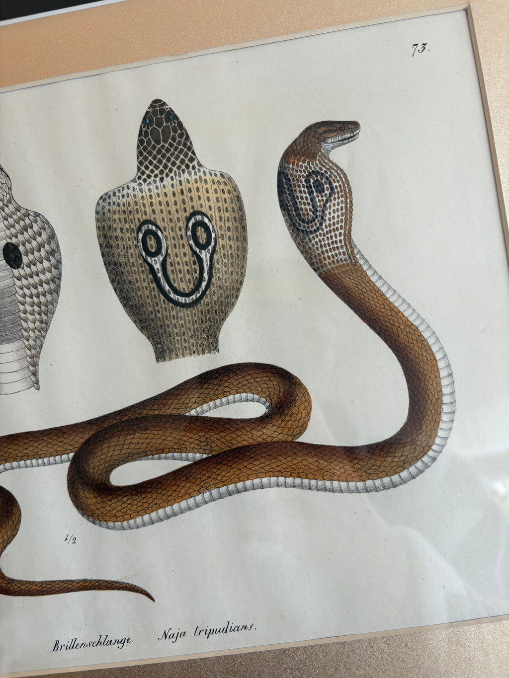 1820s original copperplate engraving, Cobra, snake, hand-coloured, antique framed art