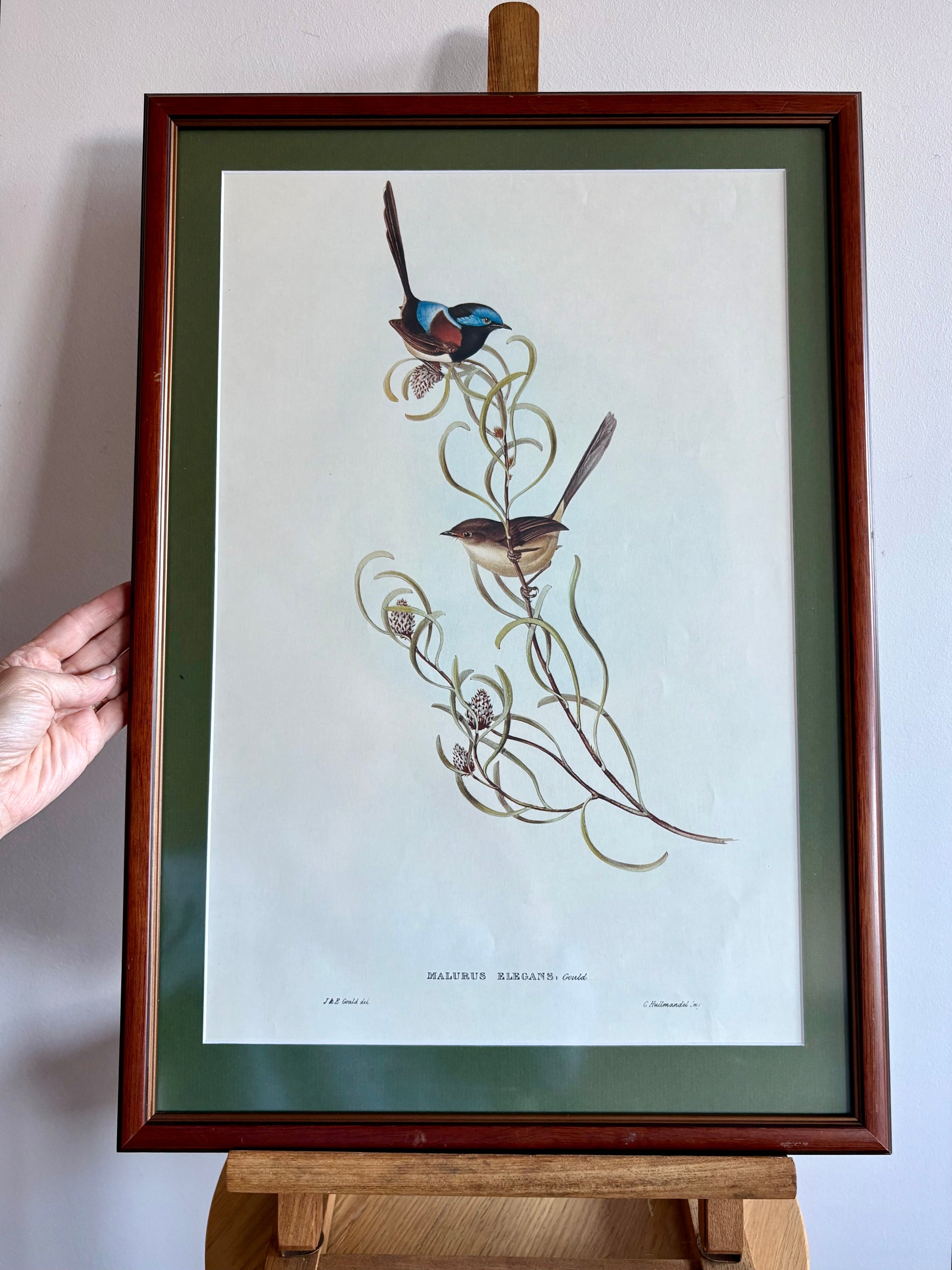 Gould "Birds of Australia" 1972 print of Blue Wrens, vintage framed art