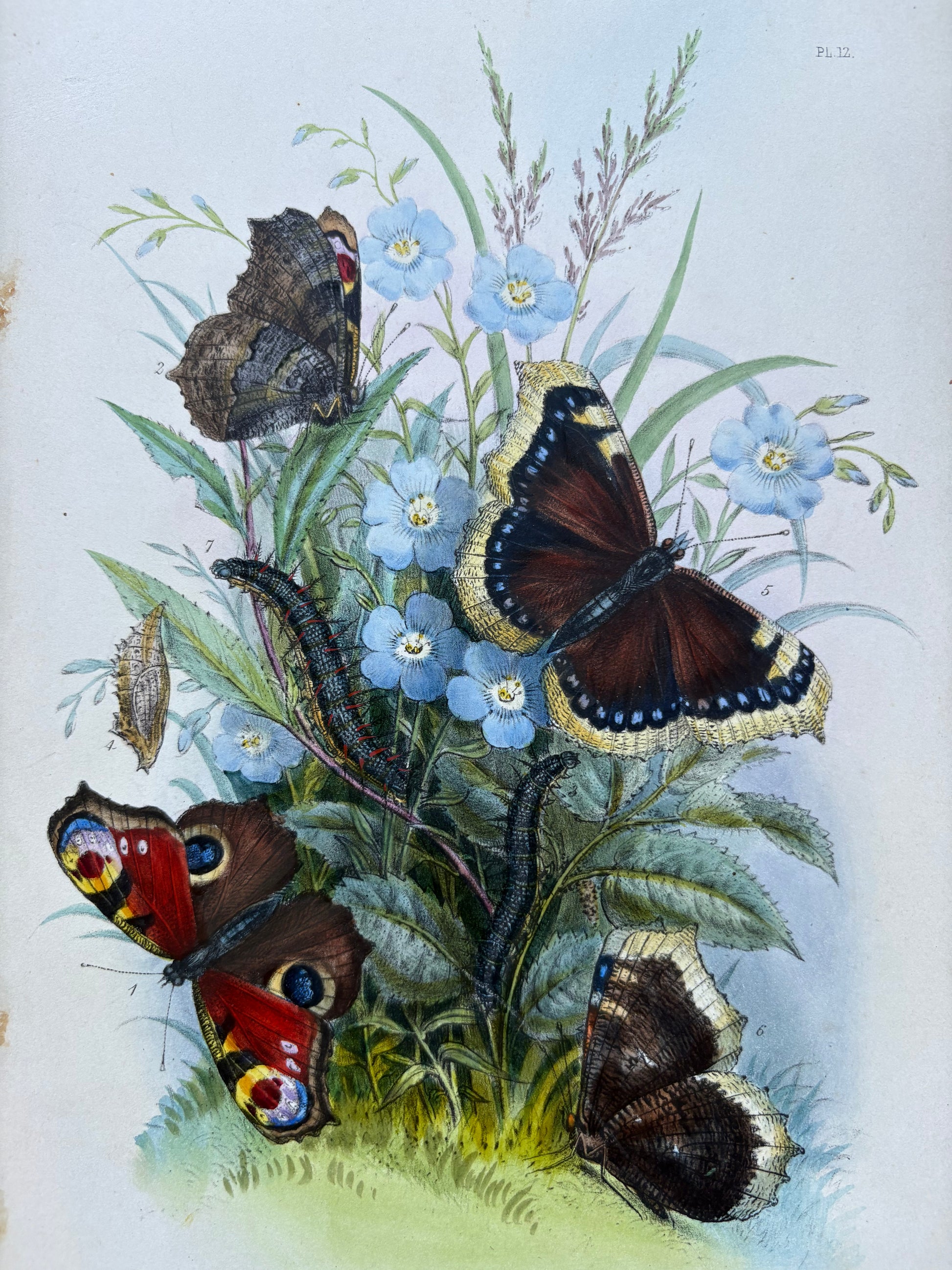 1840s Genuine antique butterfly lithograph with hand colouring, flowers, vintage art