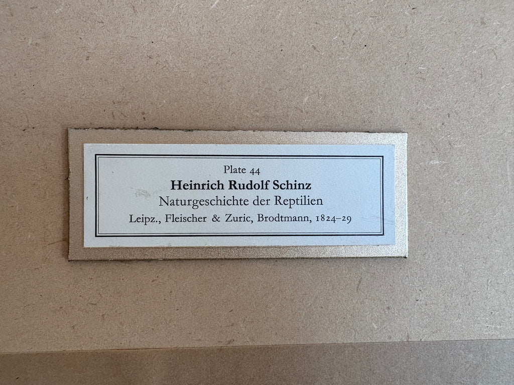 1820s original copperplate engraving, Cobra, snake, hand-coloured, antique framed art