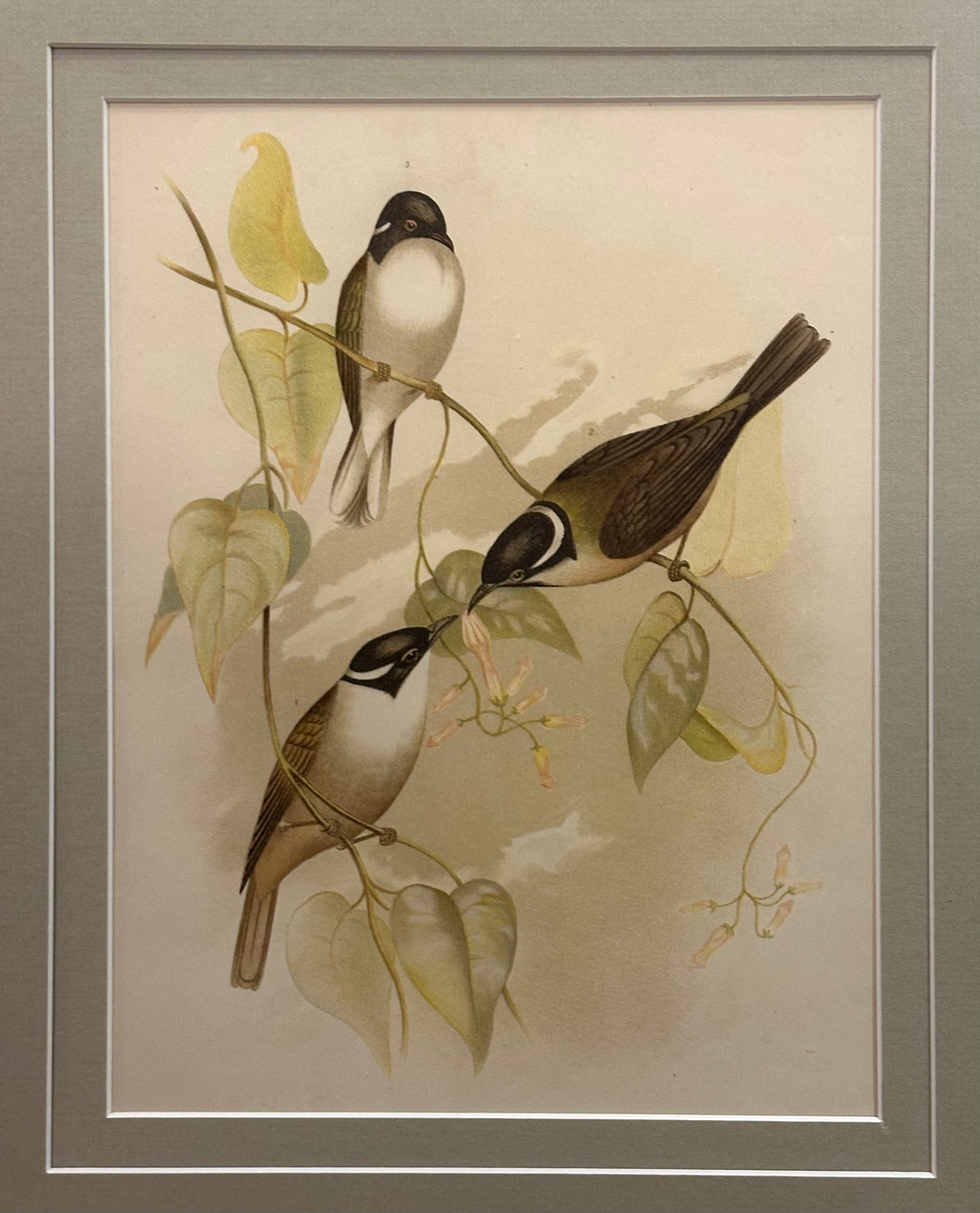 1891 Antique lithographic print, Gracius Broinowski,, Australian birds, framed art