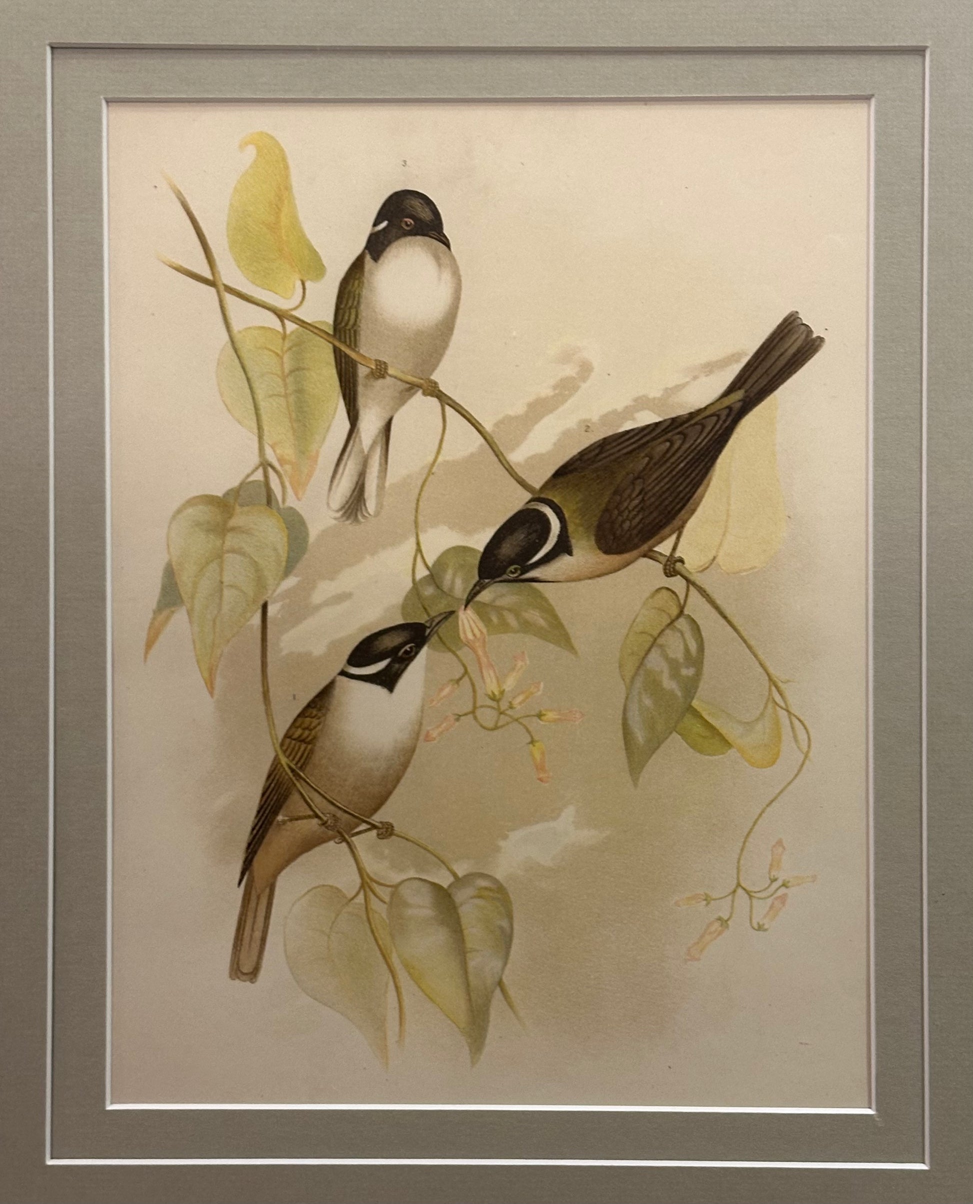 1891 Antique lithographic print, Gracius Broinowski,, Australian birds, framed art
