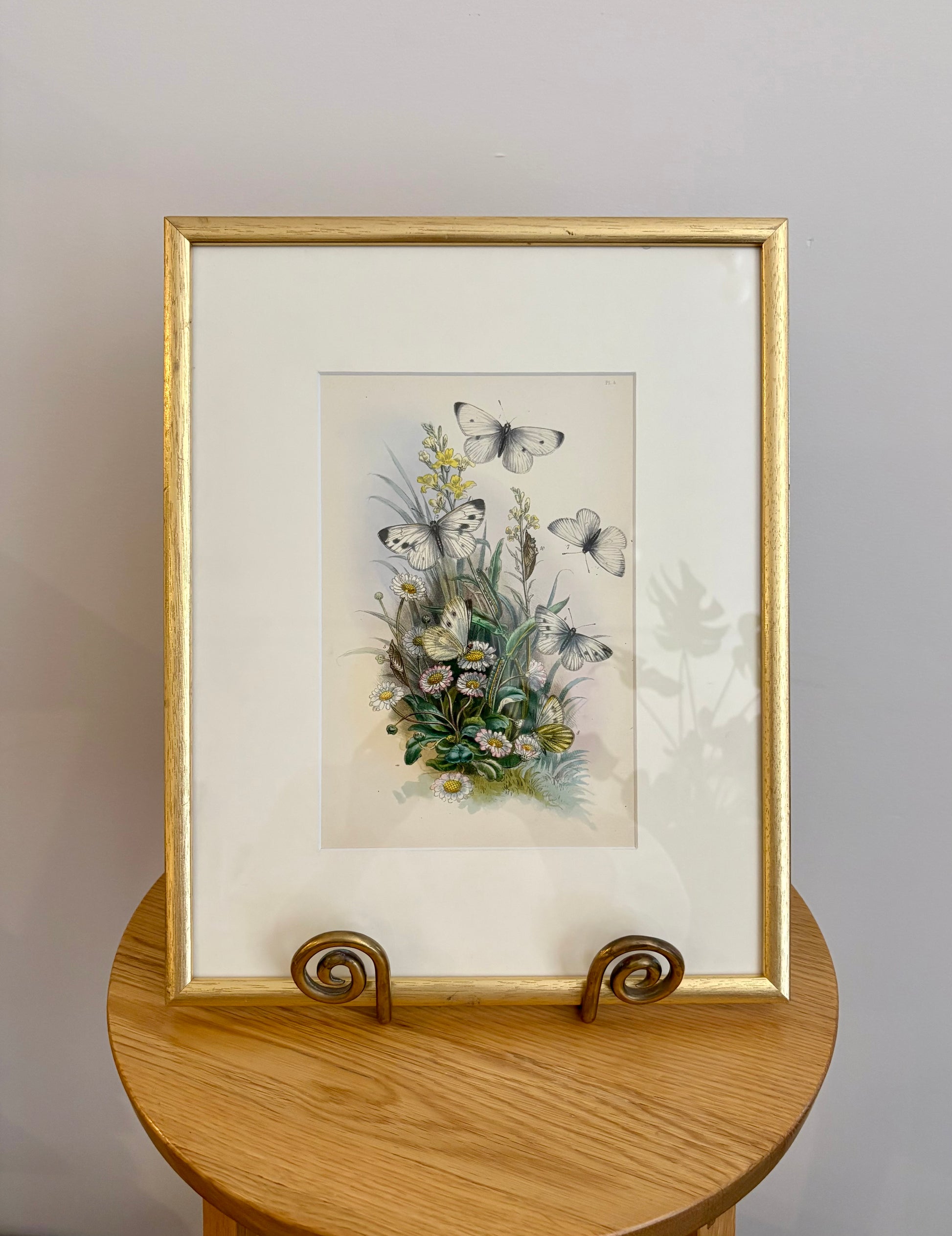 1859 Genuine antique butterfly lithograph with hand colouring, flowers, vintage framed art