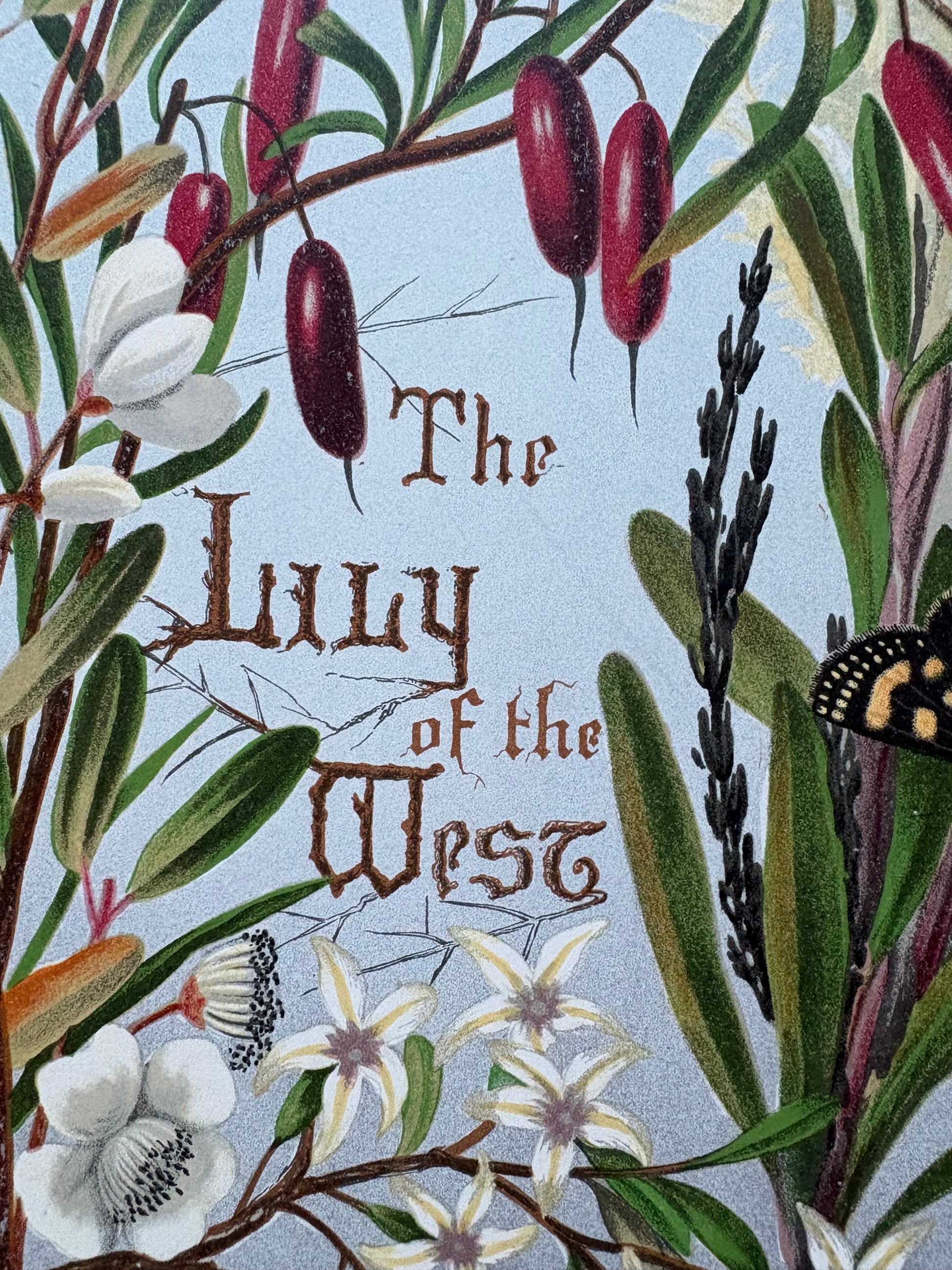 1891 Antique chromolithograph, Louisa A Meredith, Australian, botanical art, Lily