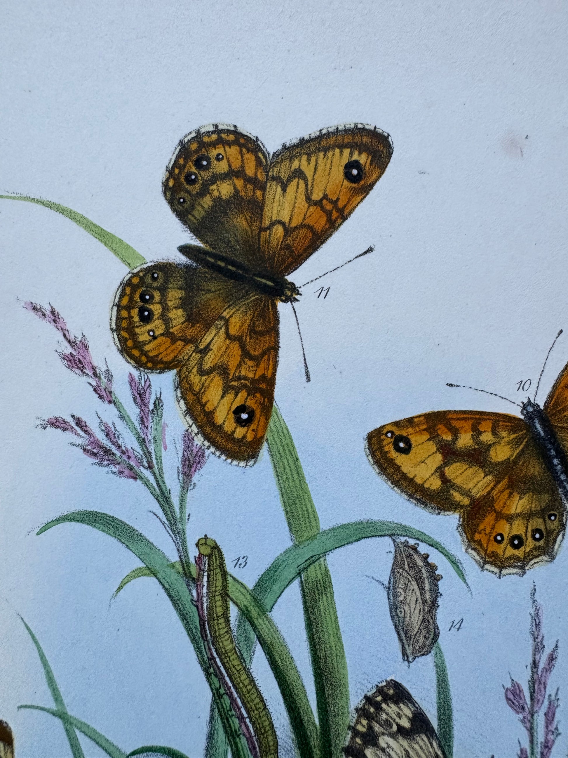 1840s Genuine antique butterfly lithograph with hand colouring, flowers, vintage art