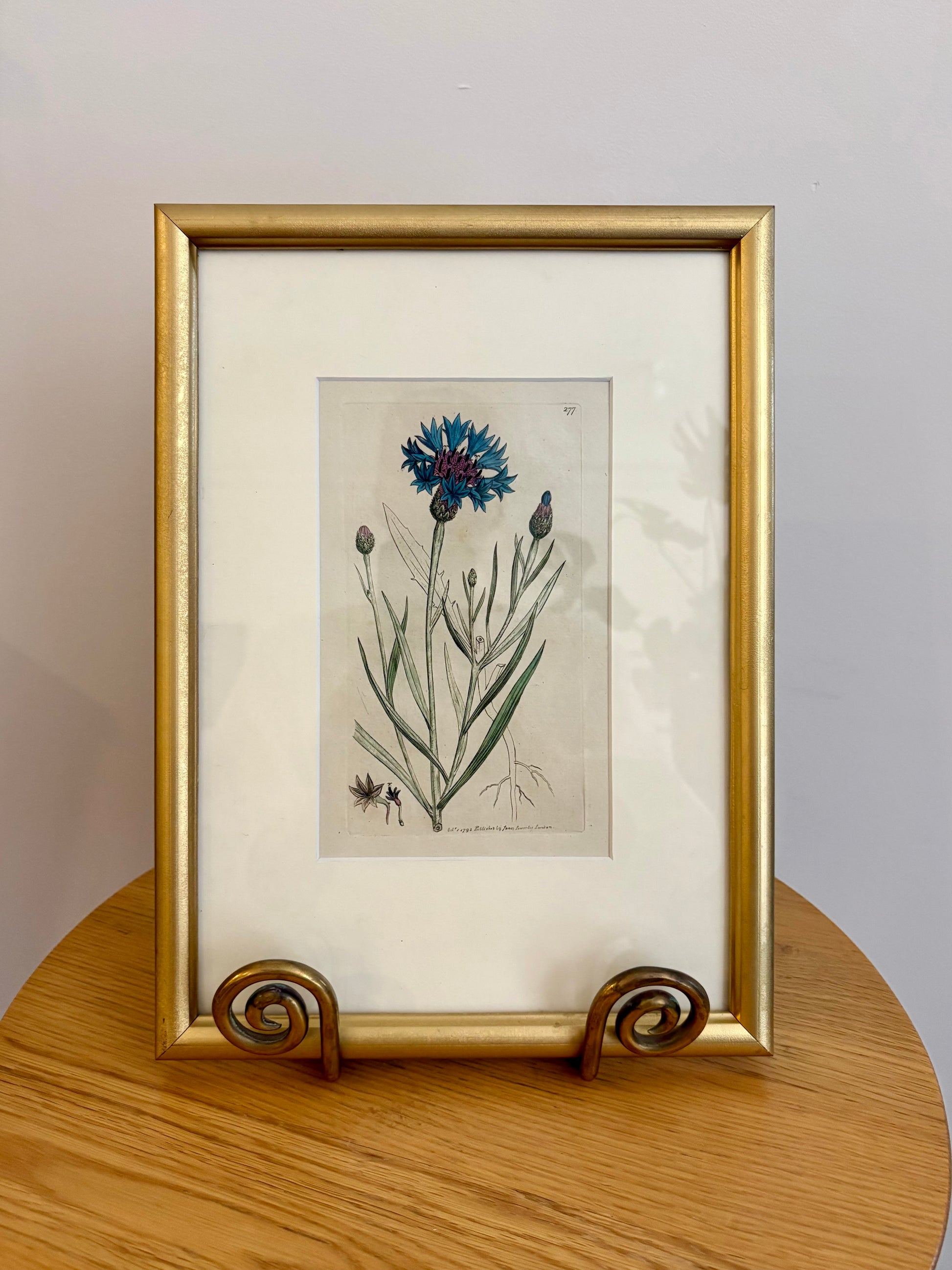 1795 antique botanical art engraving, cornflower, hand painted, framed art, flower