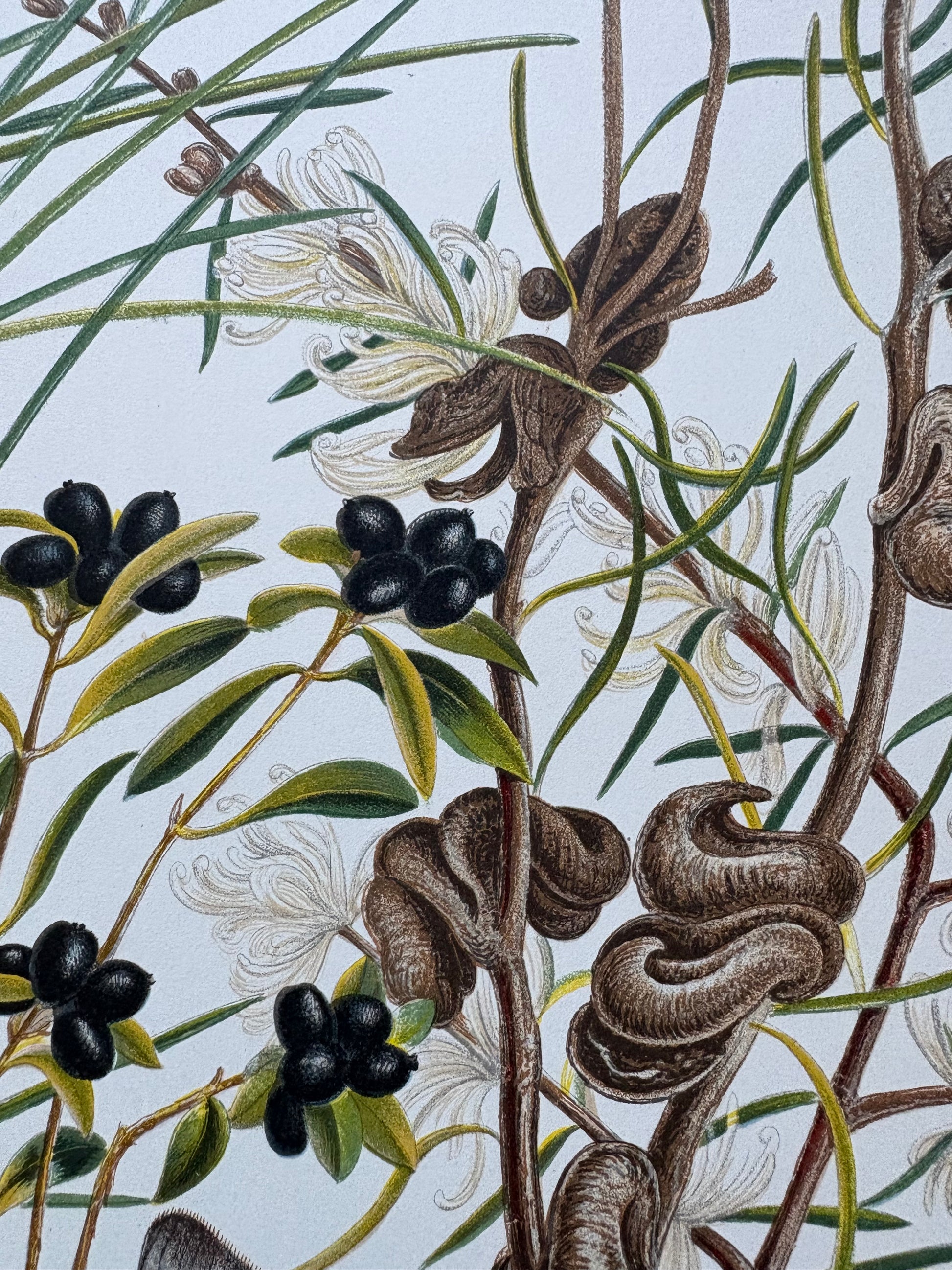 1891 Antique chromolithograph, Louisa A Meredith, Australian, botanical art, butterfly