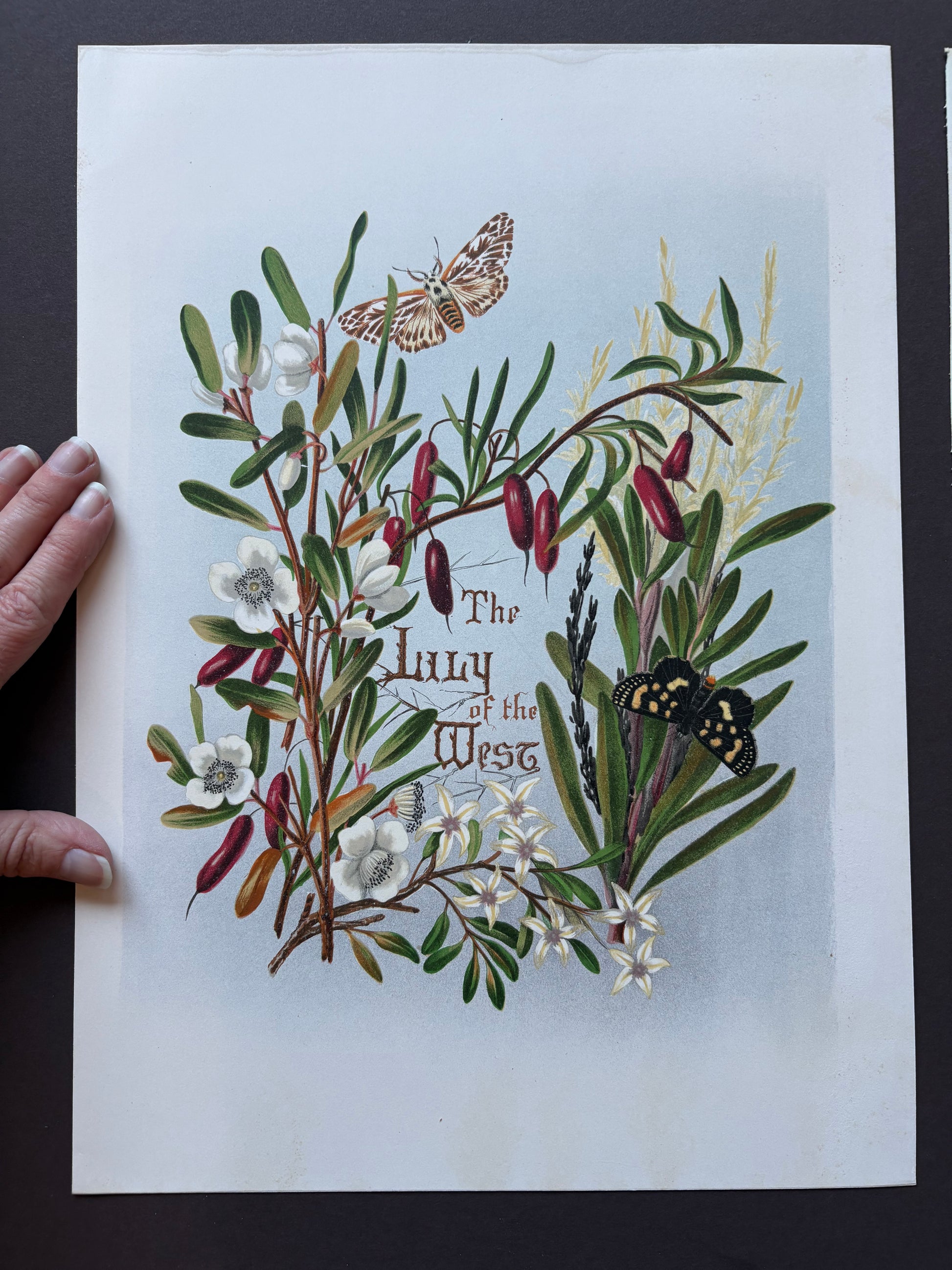 1891 Antique chromolithograph, Louisa A Meredith, Australian, botanical art, Lily