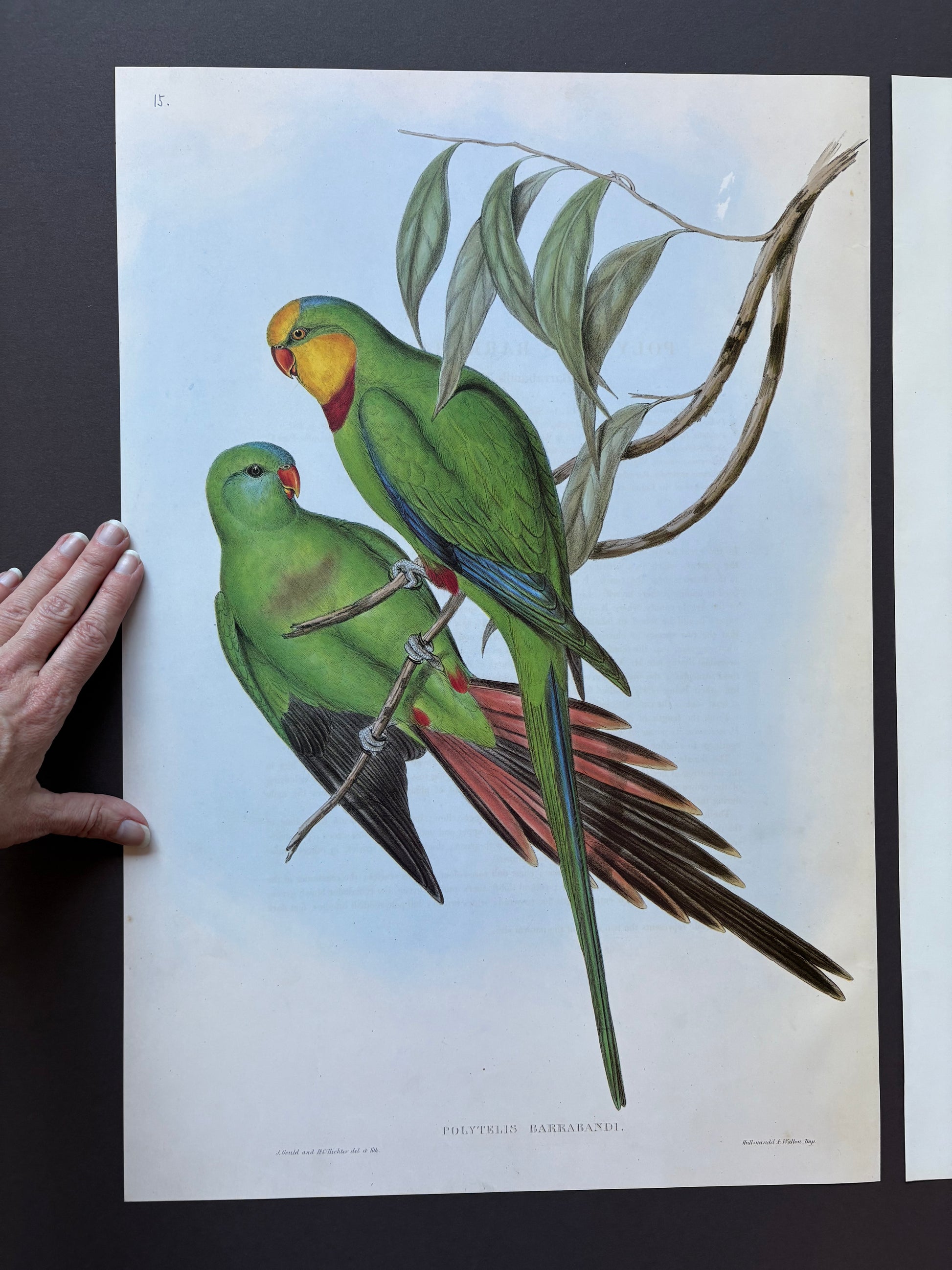1989 Authentic limited Edition Gould print, Baraband's Parakeet, vintage art