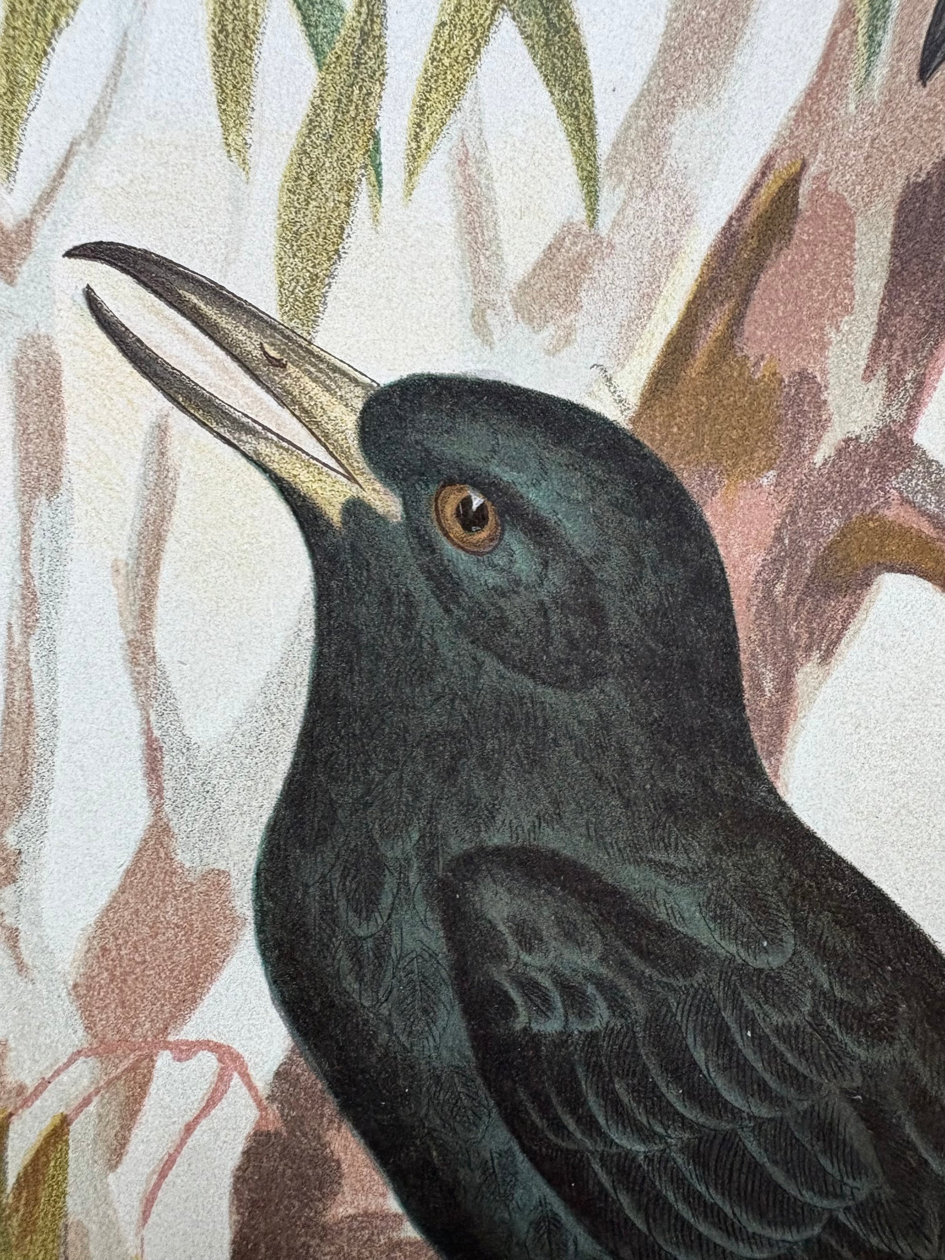 1891 Antique lithographic print, Gracius Broinowski, Butcherbird, Australian birds, unframed art