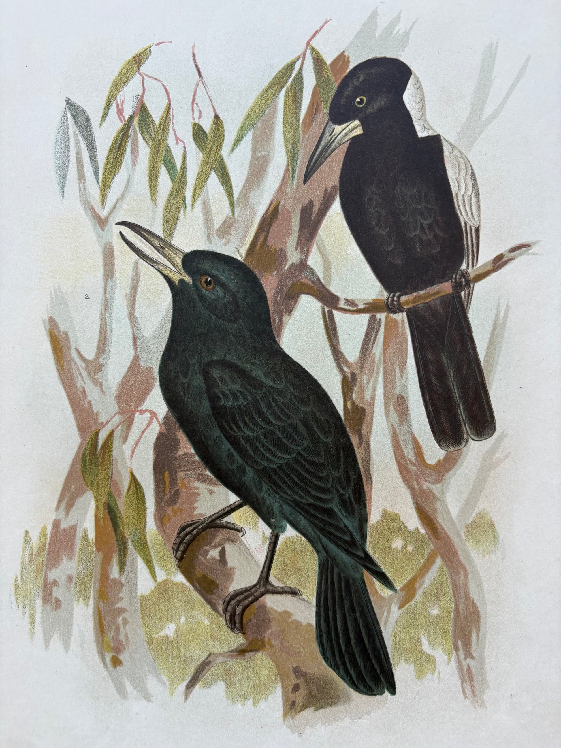 1891 Antique lithographic print, Gracius Broinowski, Butcherbird, Australian birds, unframed art