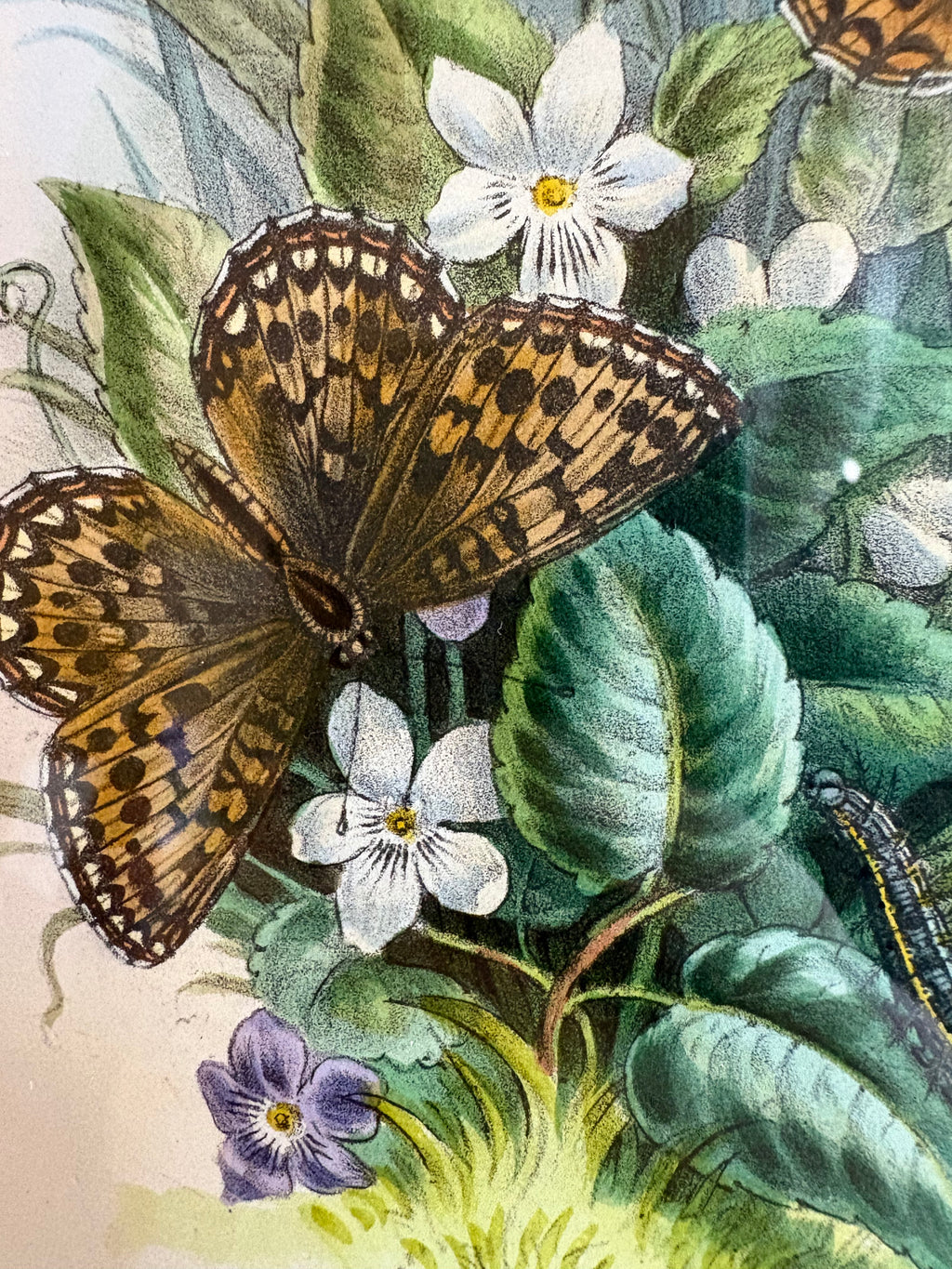 1840s Genuine antique butterfly lithograph with hand colouring, flowers, vintage framed art
