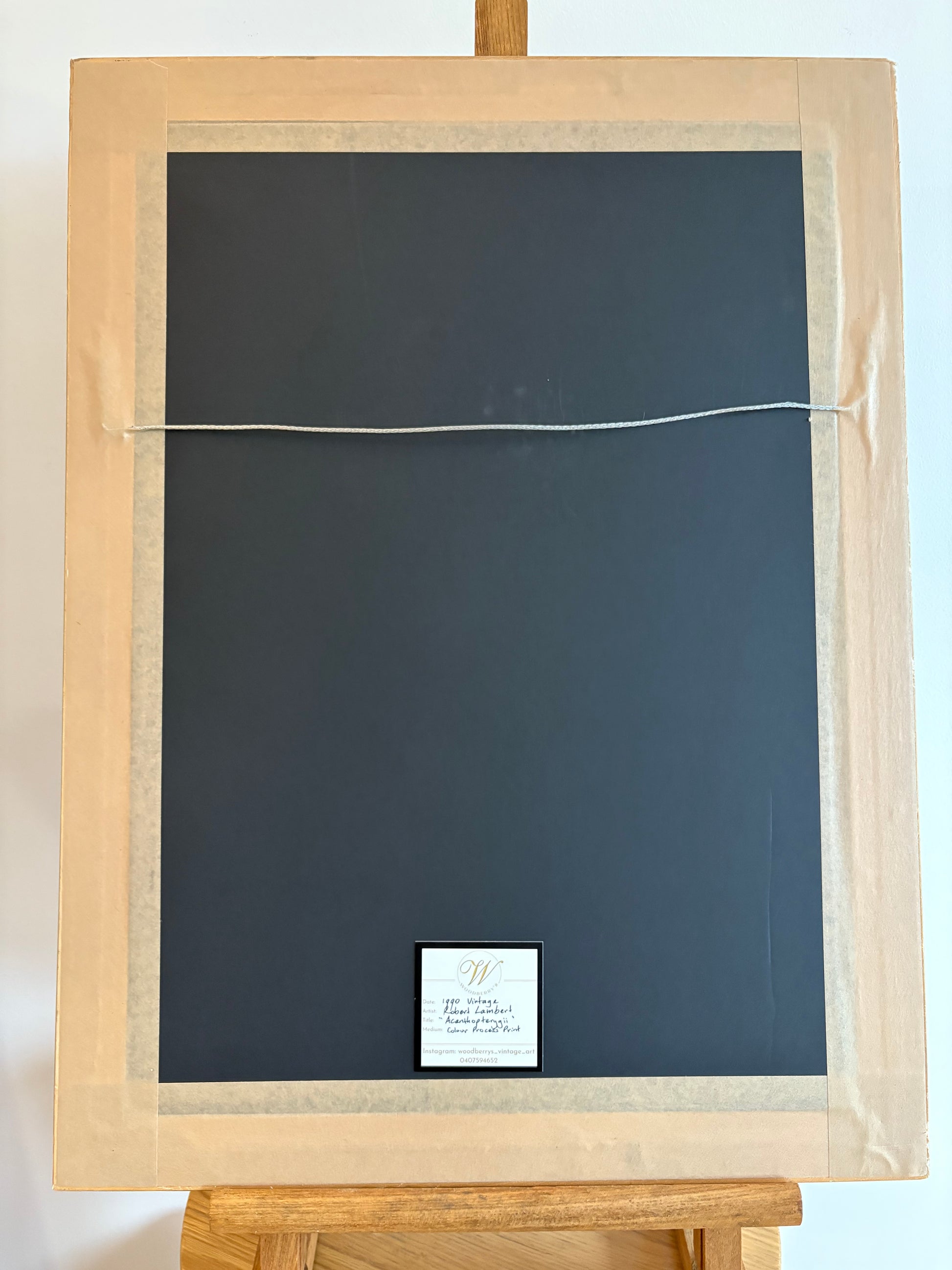 Vintage print, colourful parrot fish, framed wall art, vintage fishing print