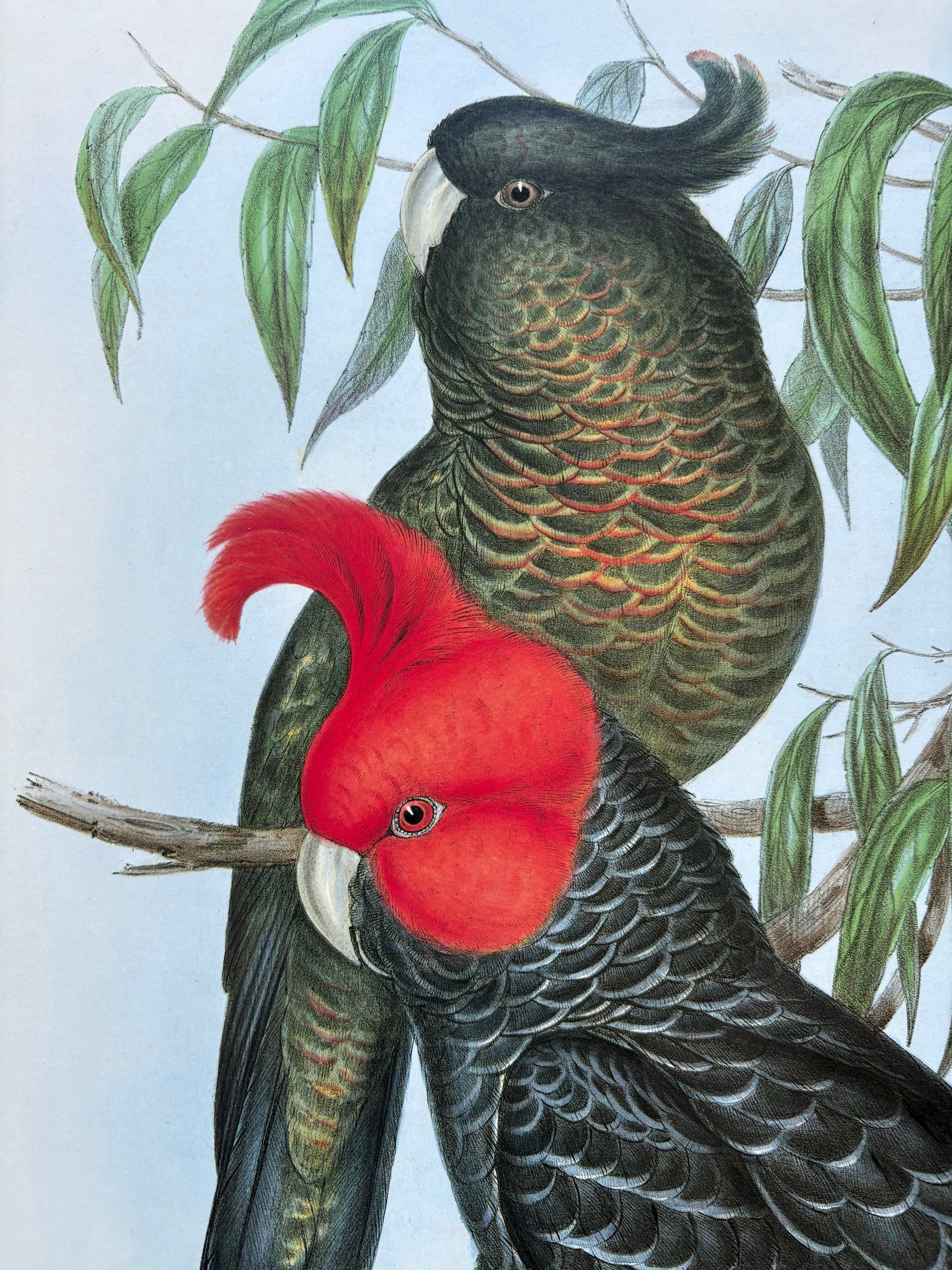 1989 Authentic limited Edition Gould print, Gang Gang Cockatoo, vintage art