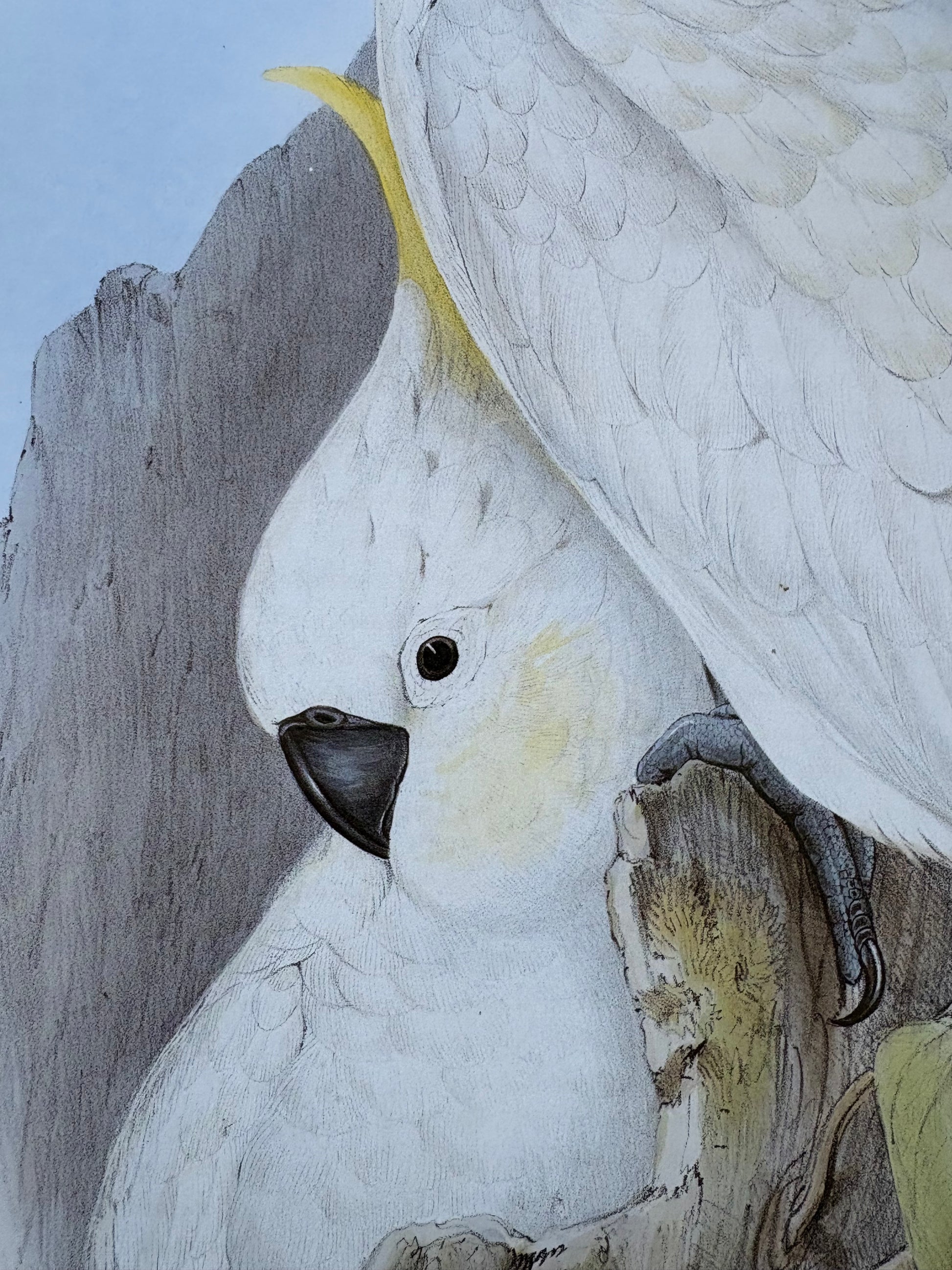 1989 Authentic limited Edition Gould print, White Cockatoo, vintage art
