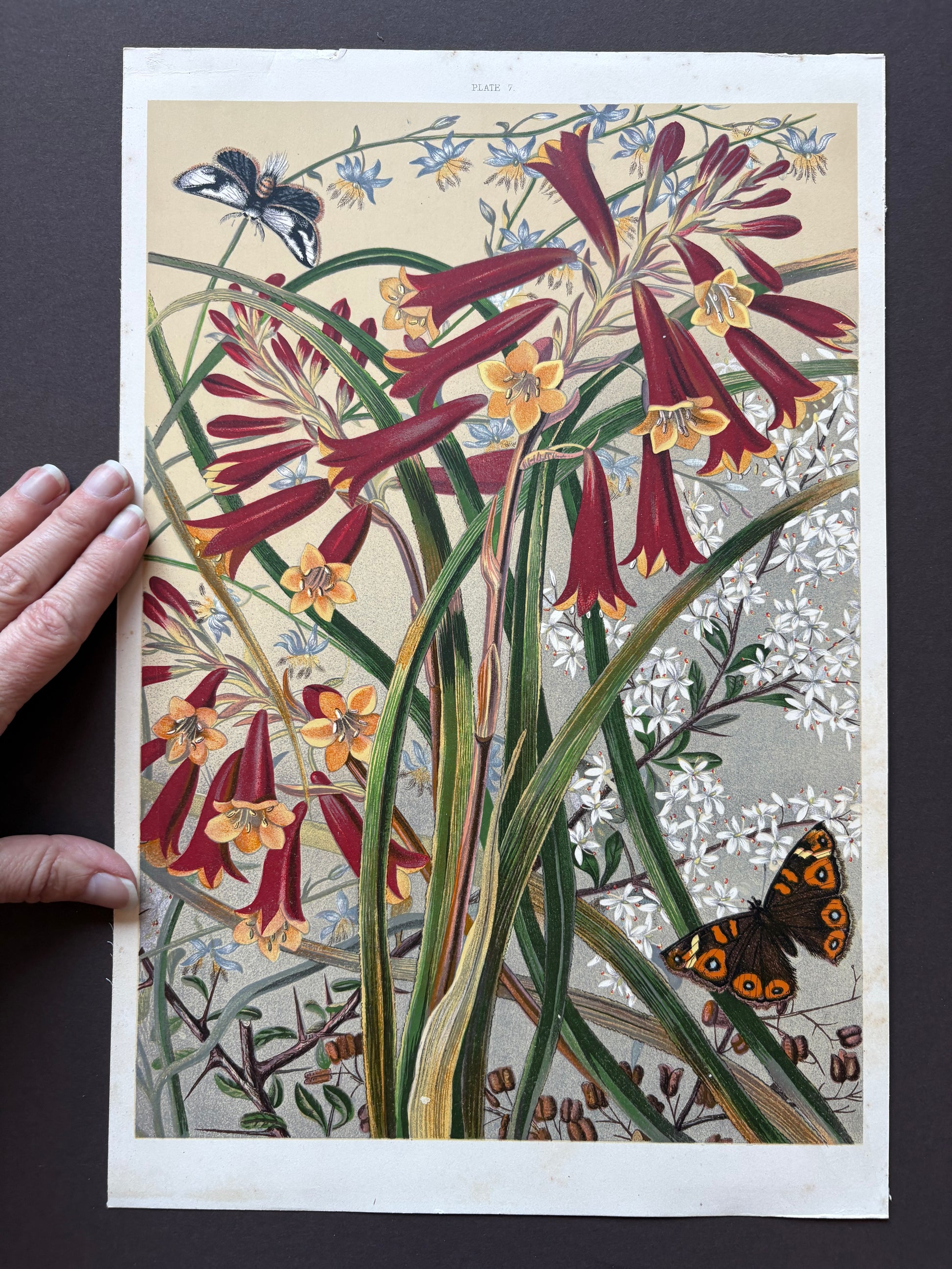 1891 Antique chromolithograph, Louisa A Meredith, Australian, botanical art, butterfly