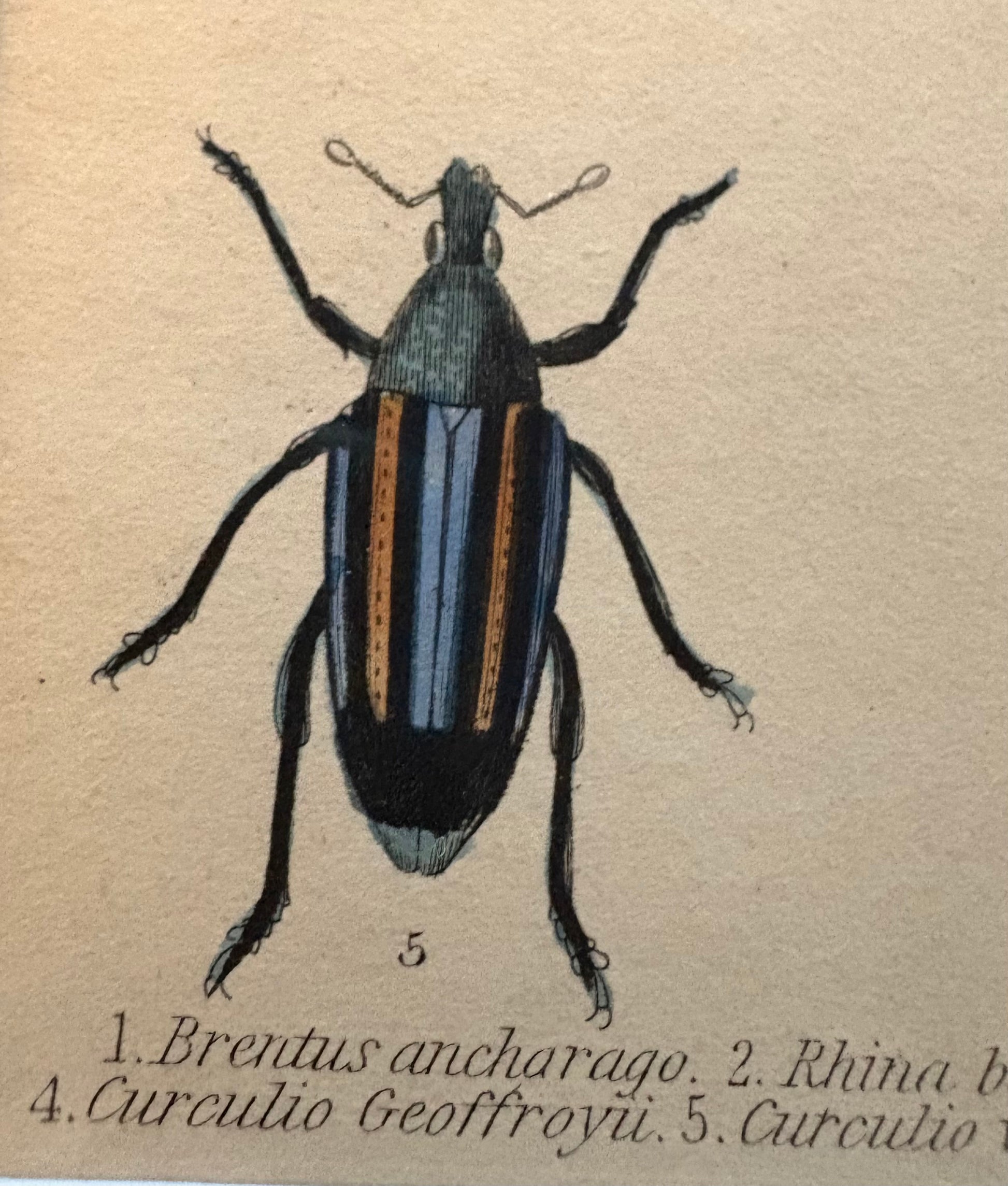 1835 genuine antique beetle artwork, hand coloured engraving, framed wall art, JamesDuncan,