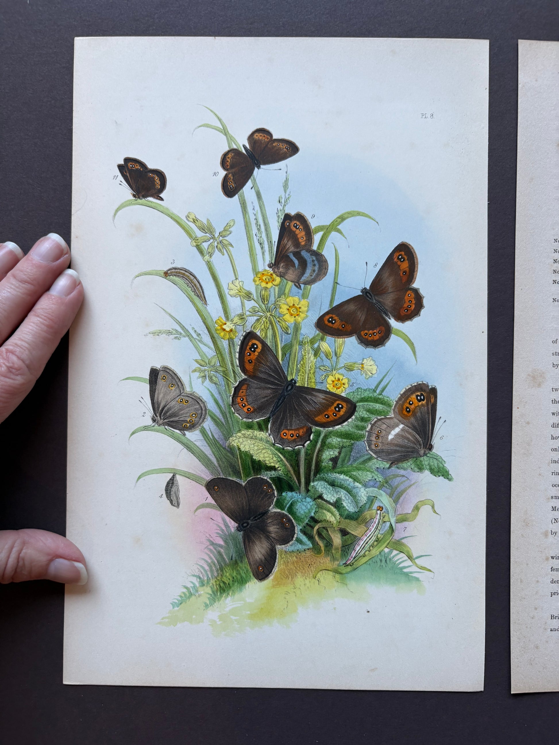 1840s Genuine antique butterfly lithograph with hand colouring, flowers, vintage art