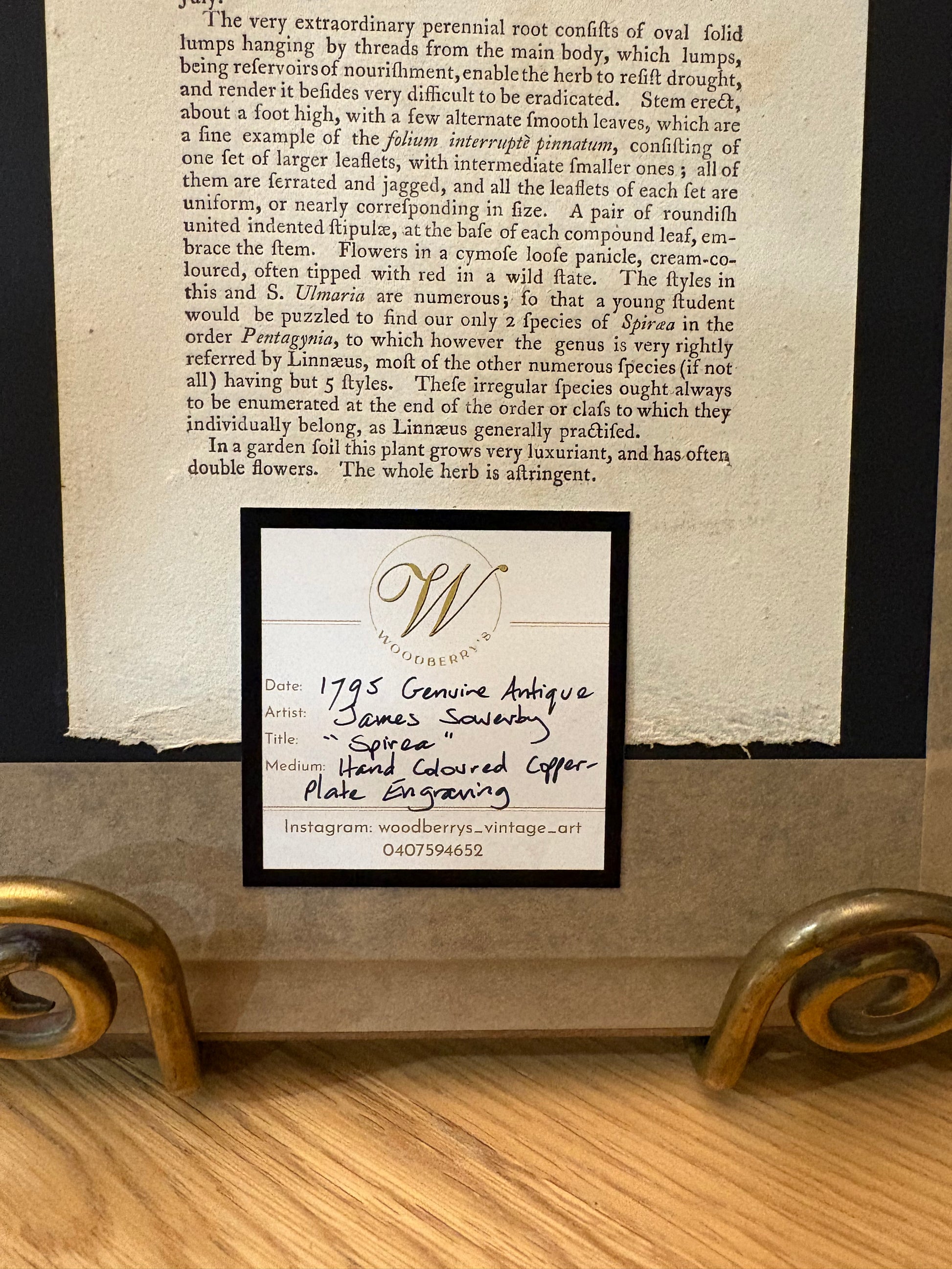 1795 Genuine antique botanical art engraving, hand painted, framed art, flower