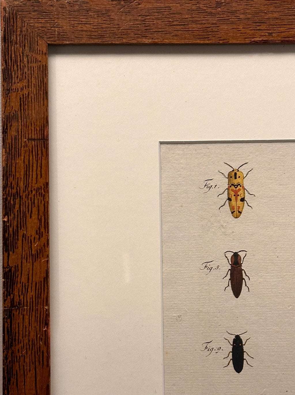 1790s genuine antique beetle artwork, hand coloured engraving, framed