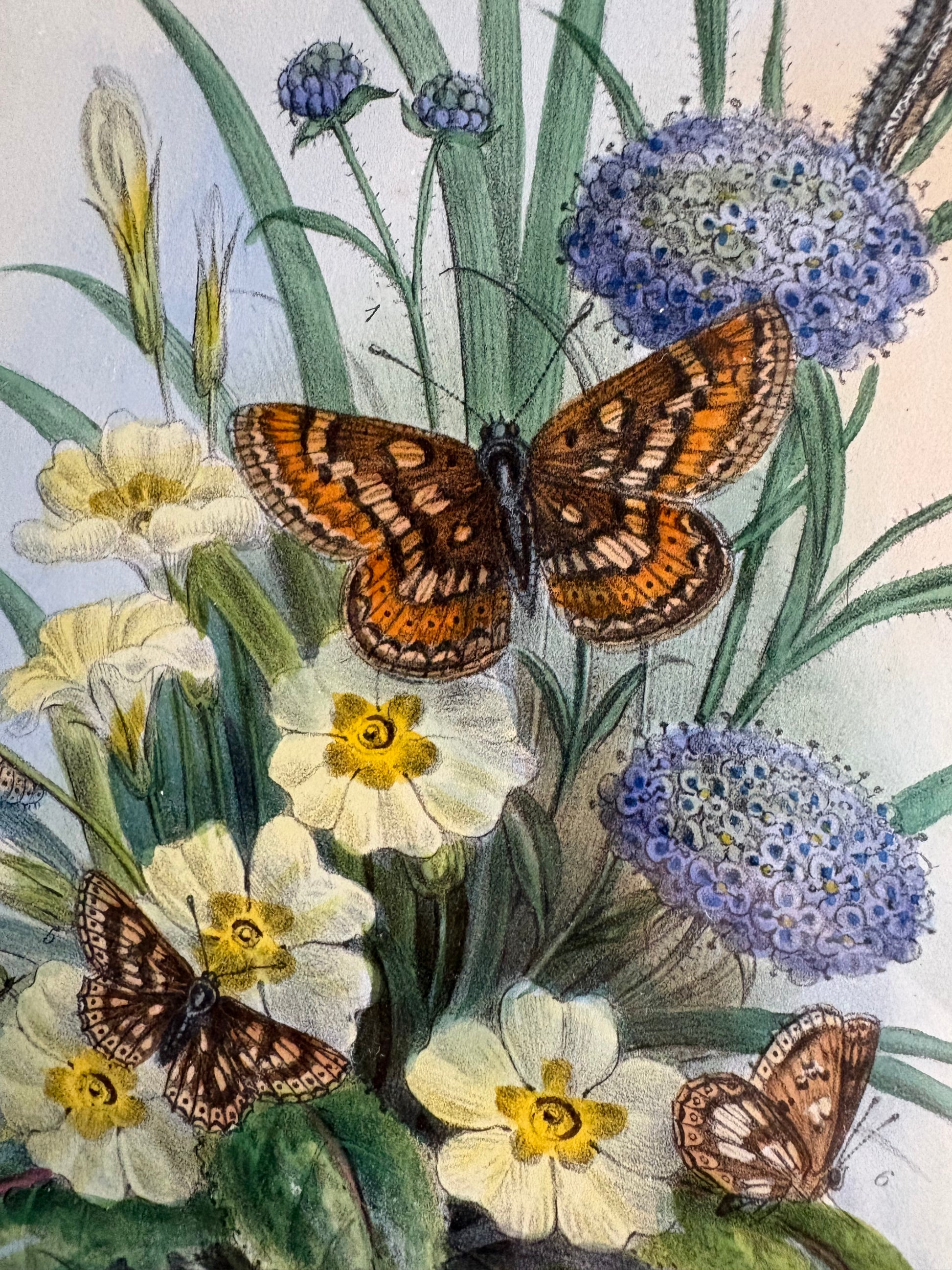 1840s Genuine antique butterfly lithograph with hand colouring, flowers, vintage framed art