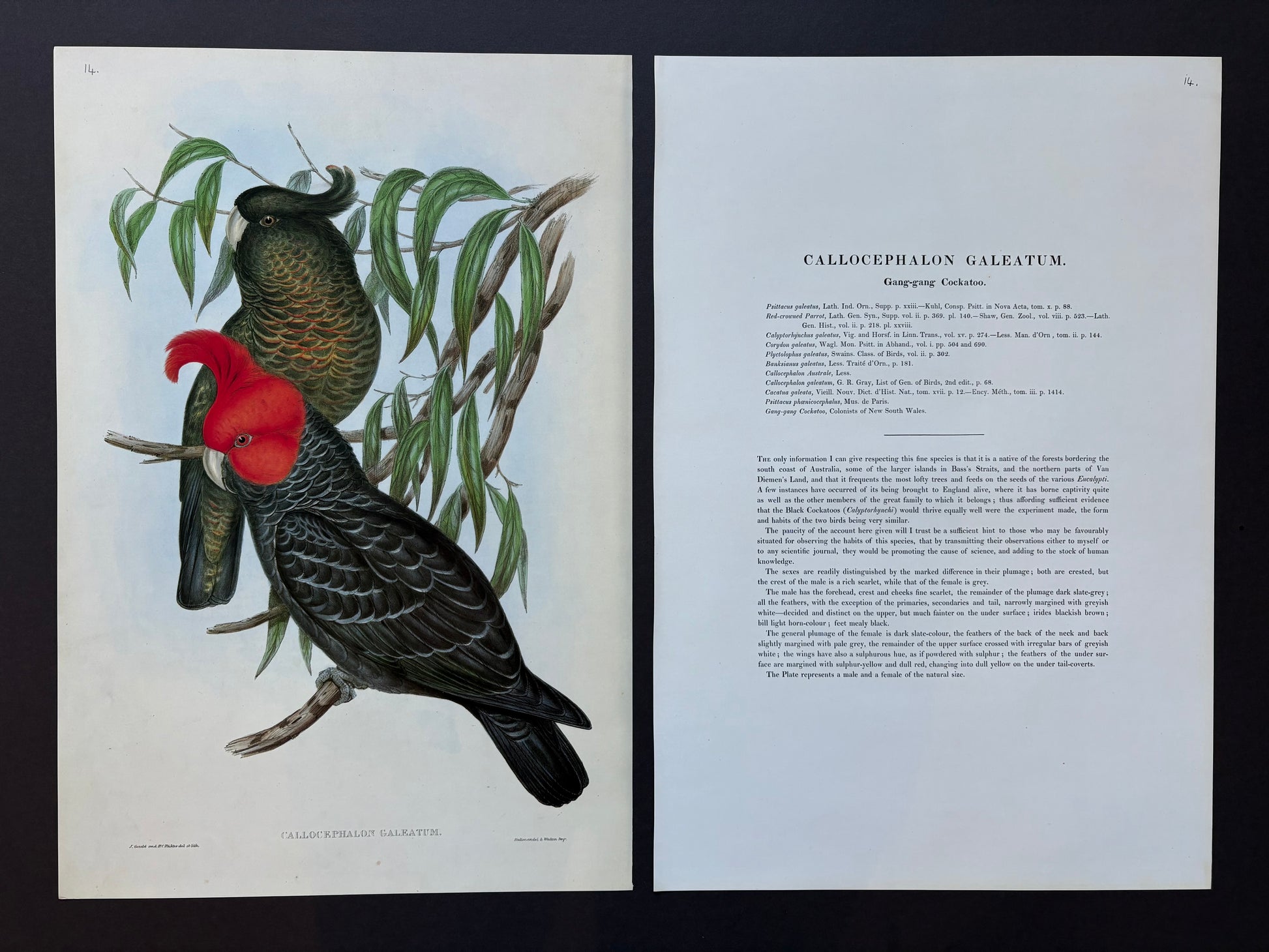 1989 Authentic limited Edition Gould print, Gang Gang Cockatoo, vintage art