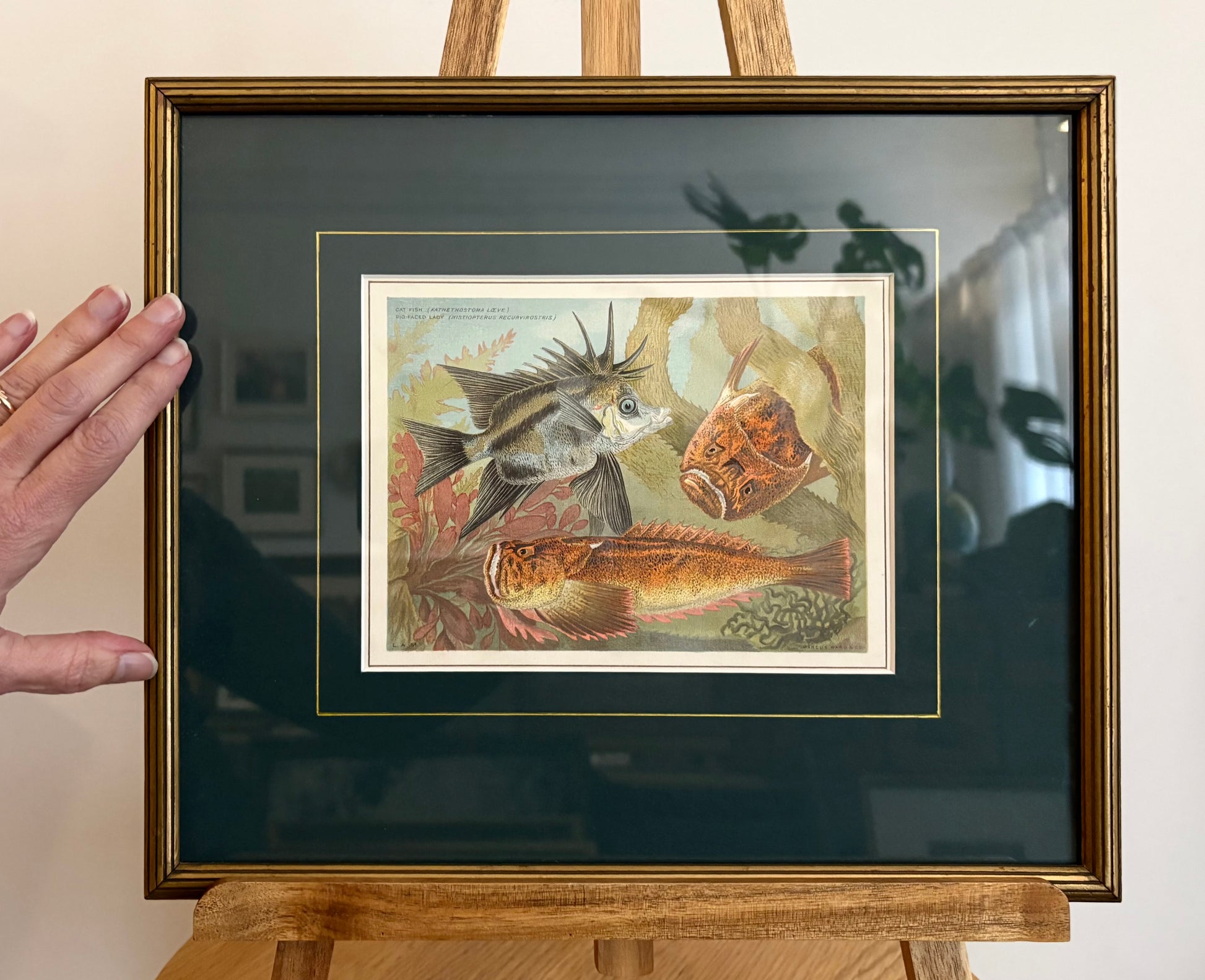 1881 Antique chromolithograph, Louisa A Meredith, Australian, fish, framed art