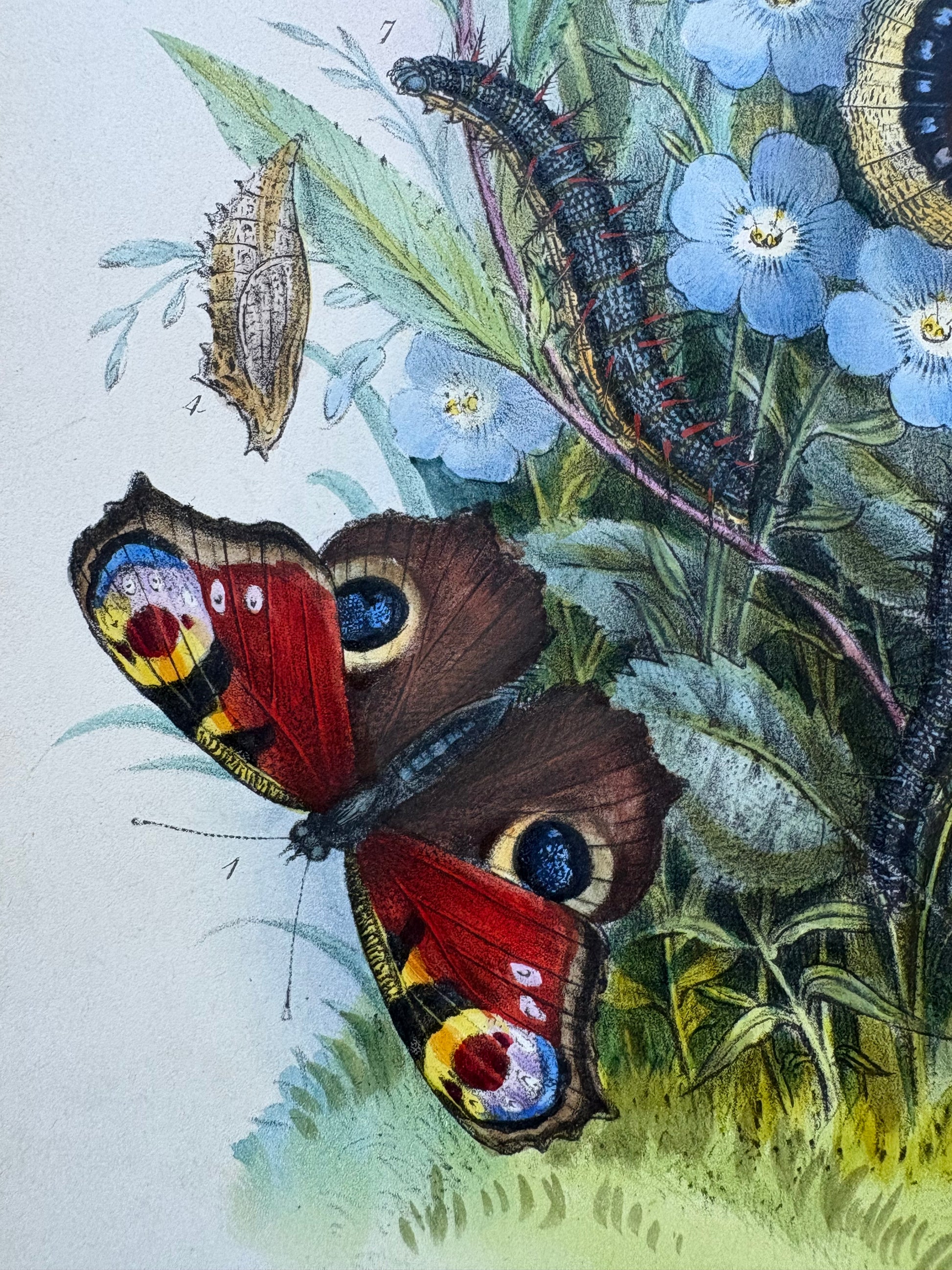 1840s Genuine antique butterfly lithograph with hand colouring, flowers, vintage art