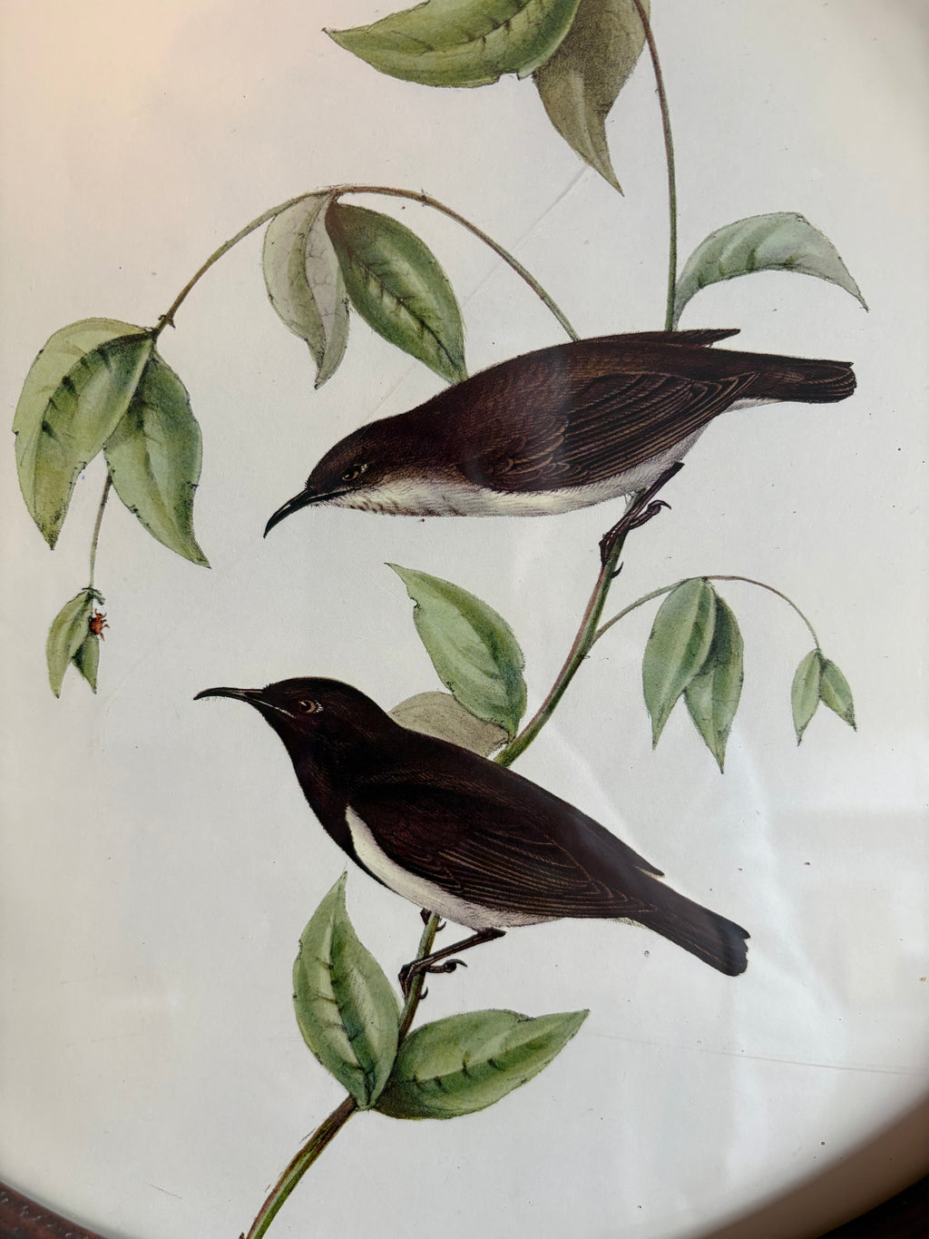 Gould "Birds of Australia" 1972 print of honeyeaters and bee, antique round wood frame