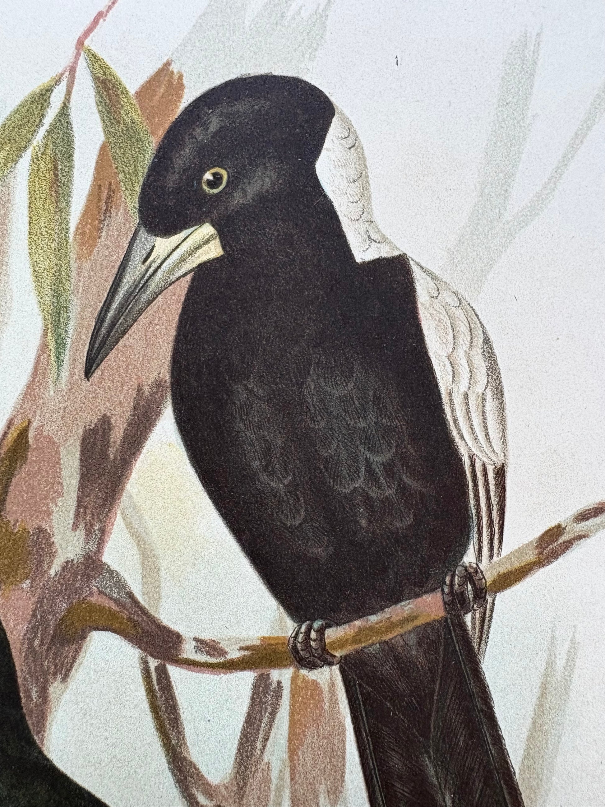 1891 Antique lithographic print, Gracius Broinowski, Butcherbird, Australian birds, unframed art
