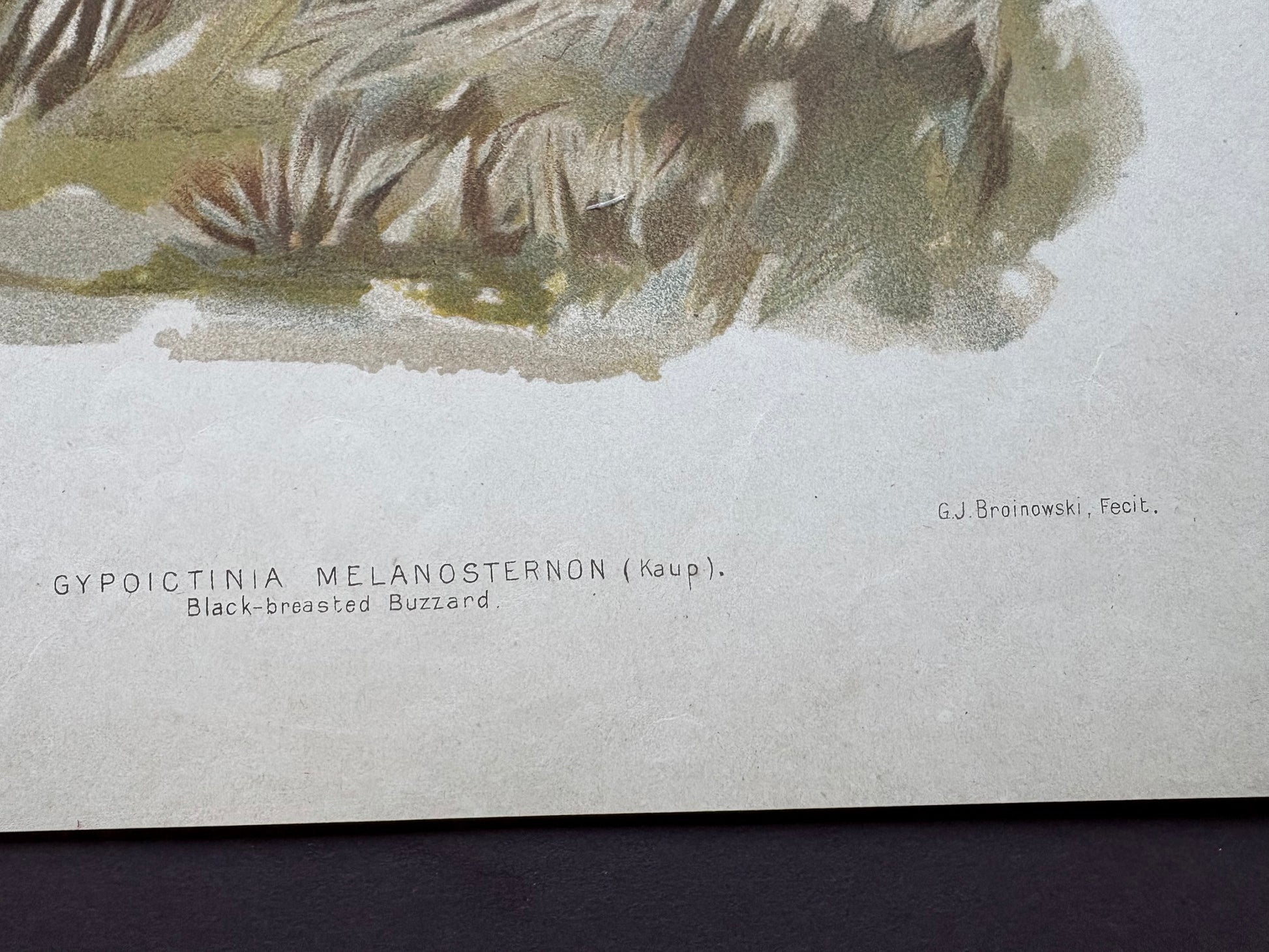 1891 Antique lithographic print, Gracius Broinowski, Bird of Prey, Australian birds, unframed art