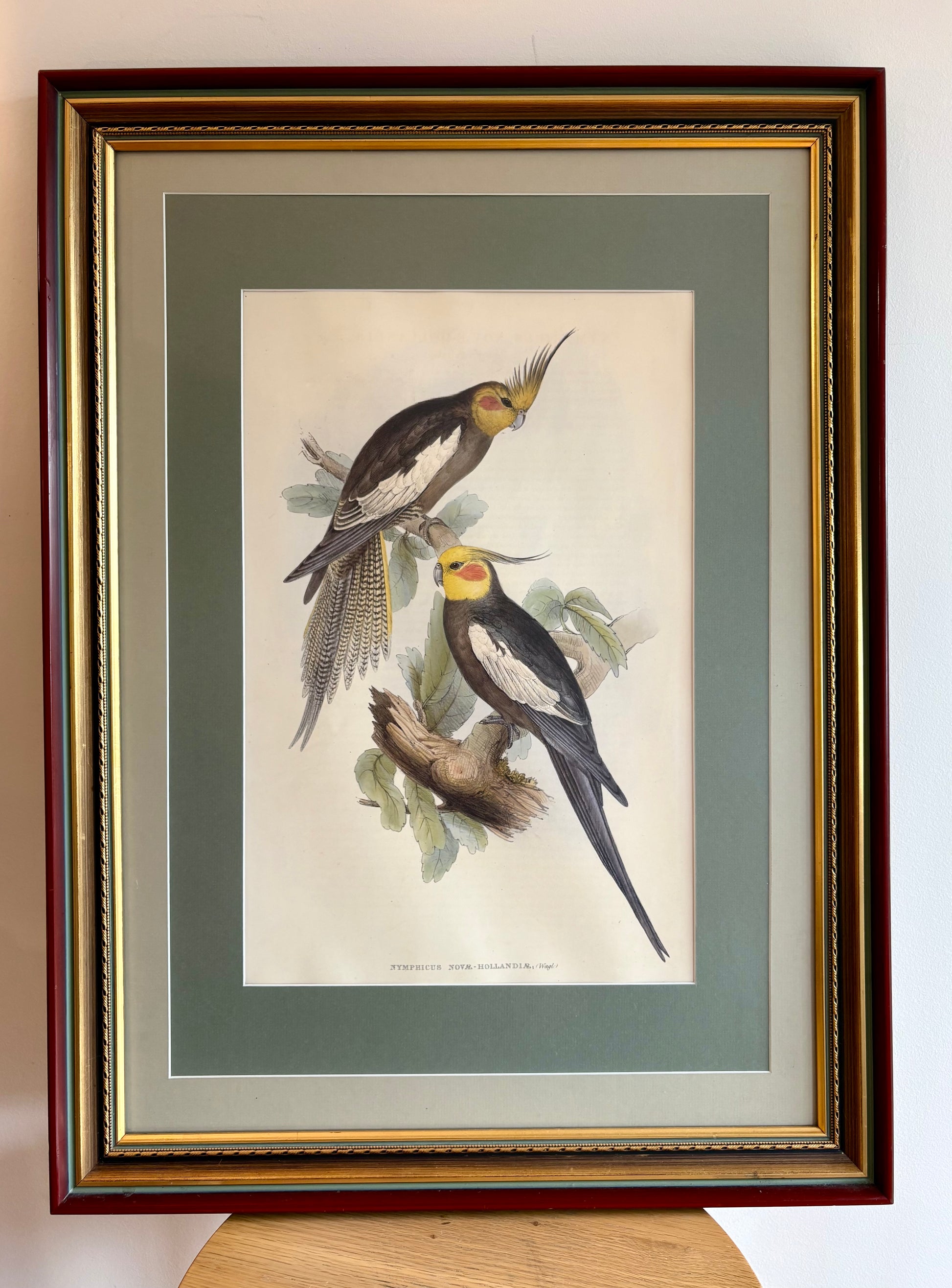 1989 Authentic limited Edition Gould print, Baraband's Cockatiel, vintage art