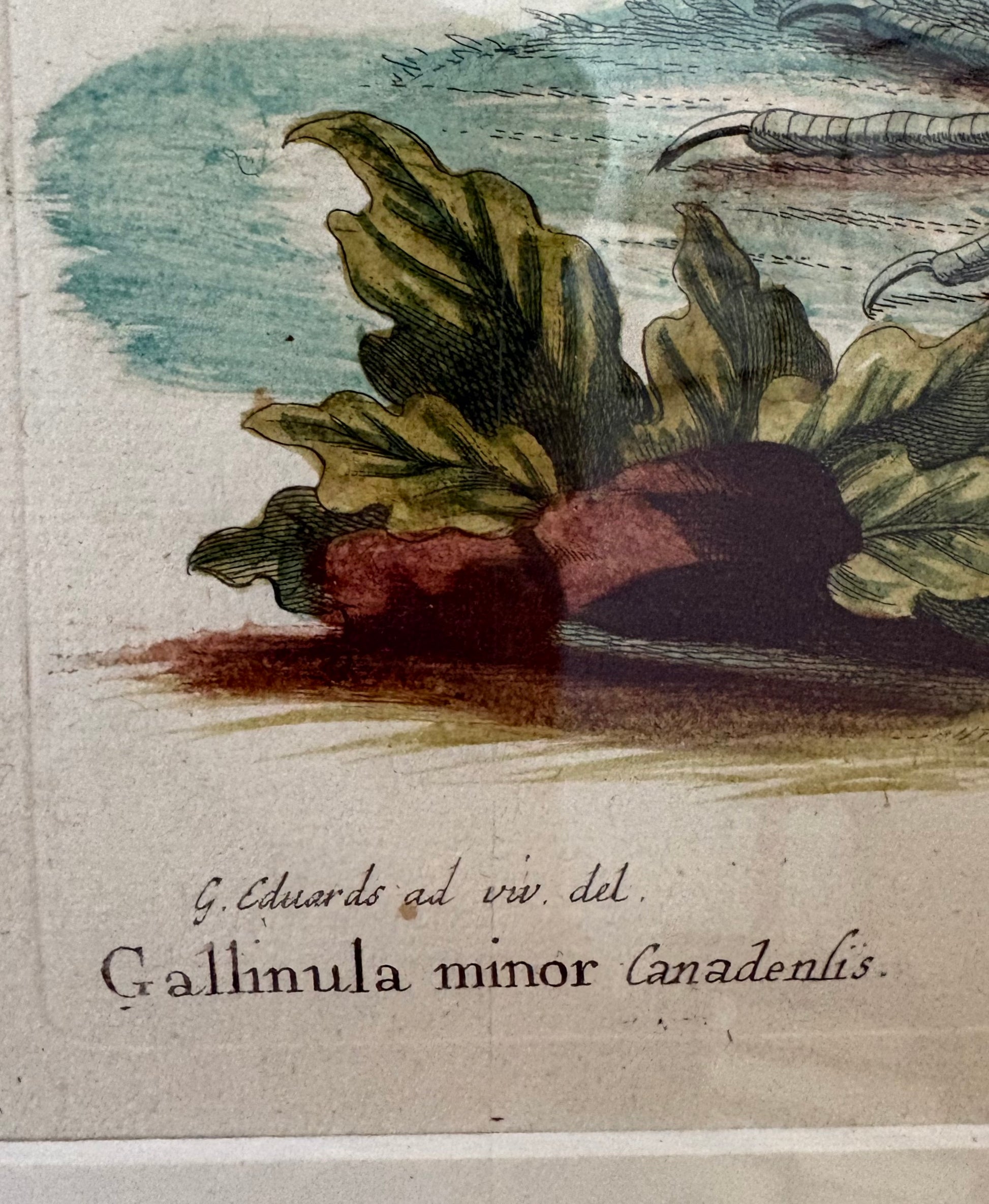 1760s Genuine antique, Bird, engraving, hand coloured, carved frame, original vintage art