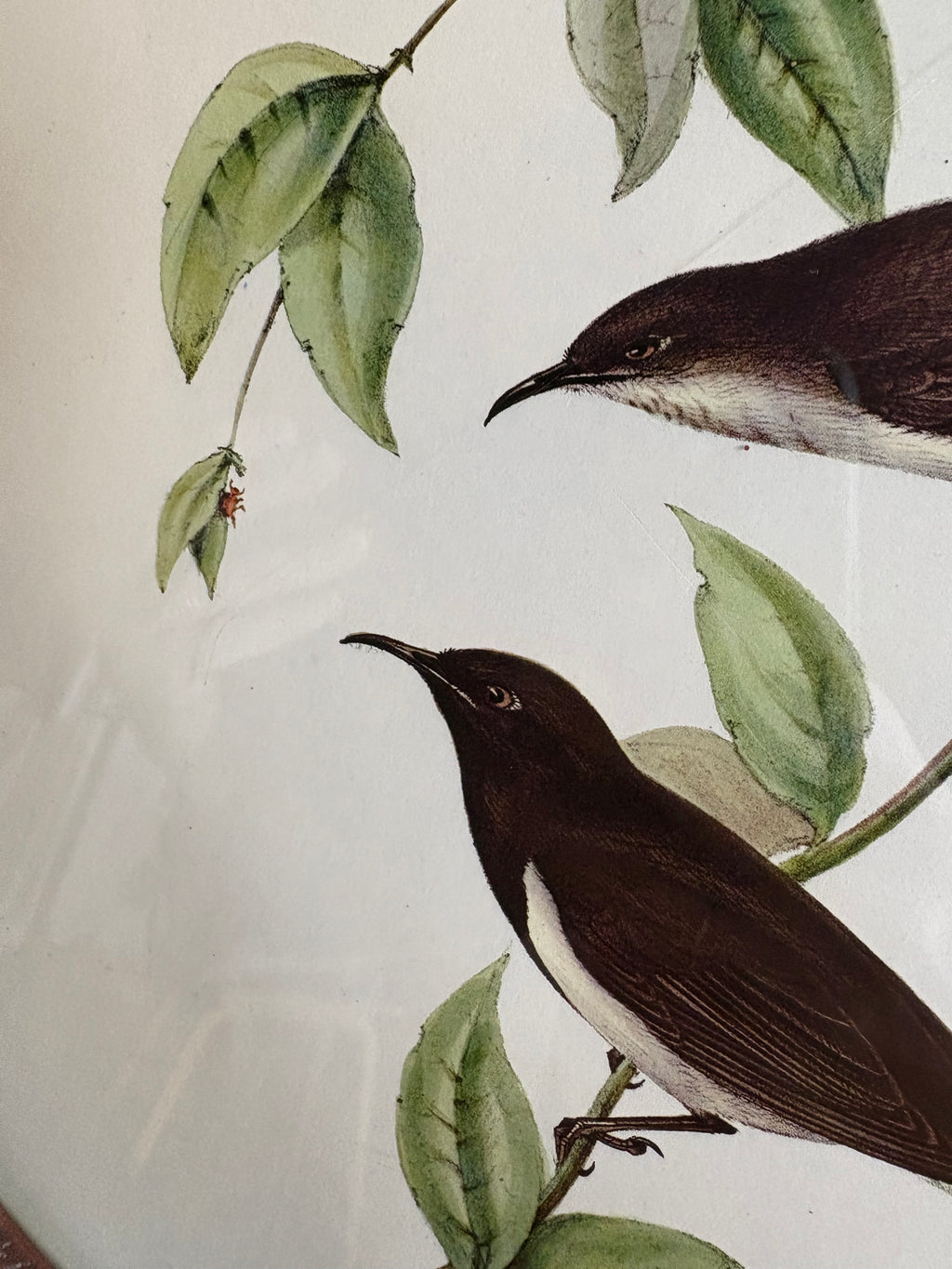 Gould "Birds of Australia" 1972 print of honeyeaters and bee, antique round wood frame