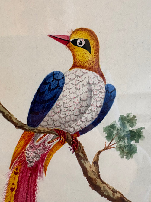 1830's Georgian original watercolour painting, Bird of Paradise, framed antique art