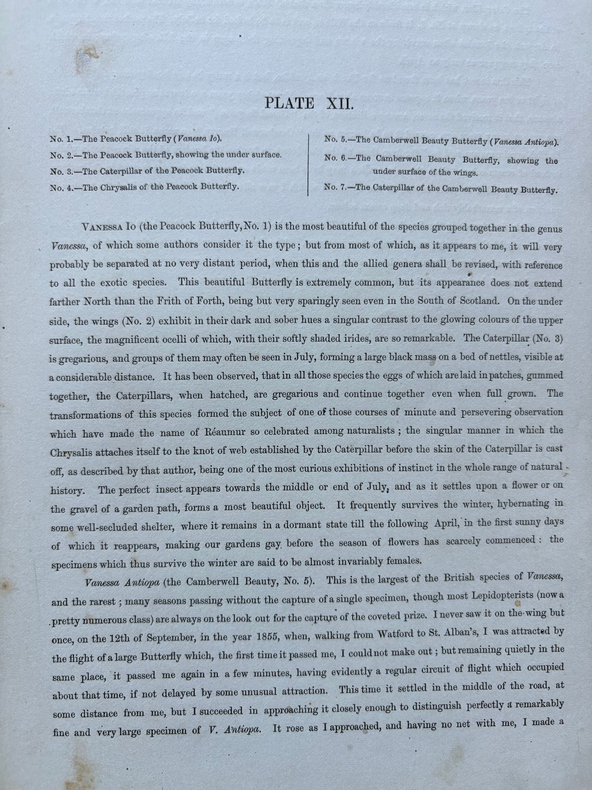 1840s Genuine antique butterfly lithograph with hand colouring, flowers, vintage art