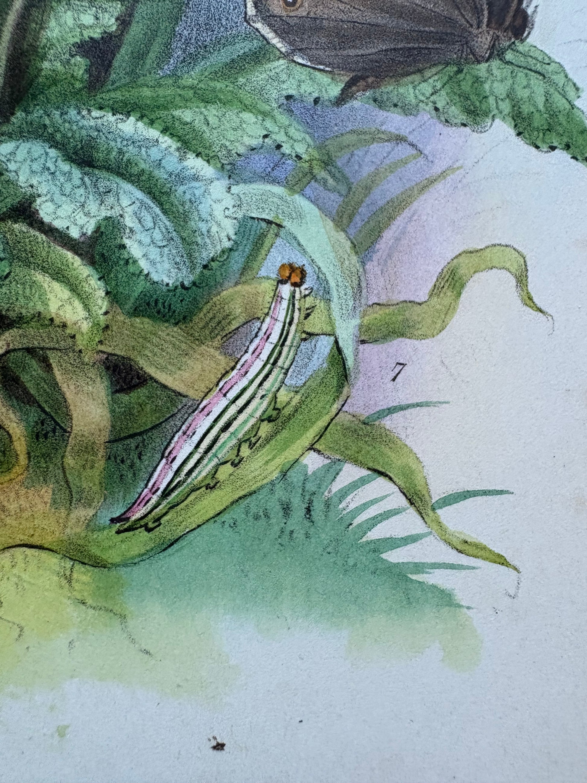 1840s Genuine antique butterfly lithograph with hand colouring, flowers, vintage art