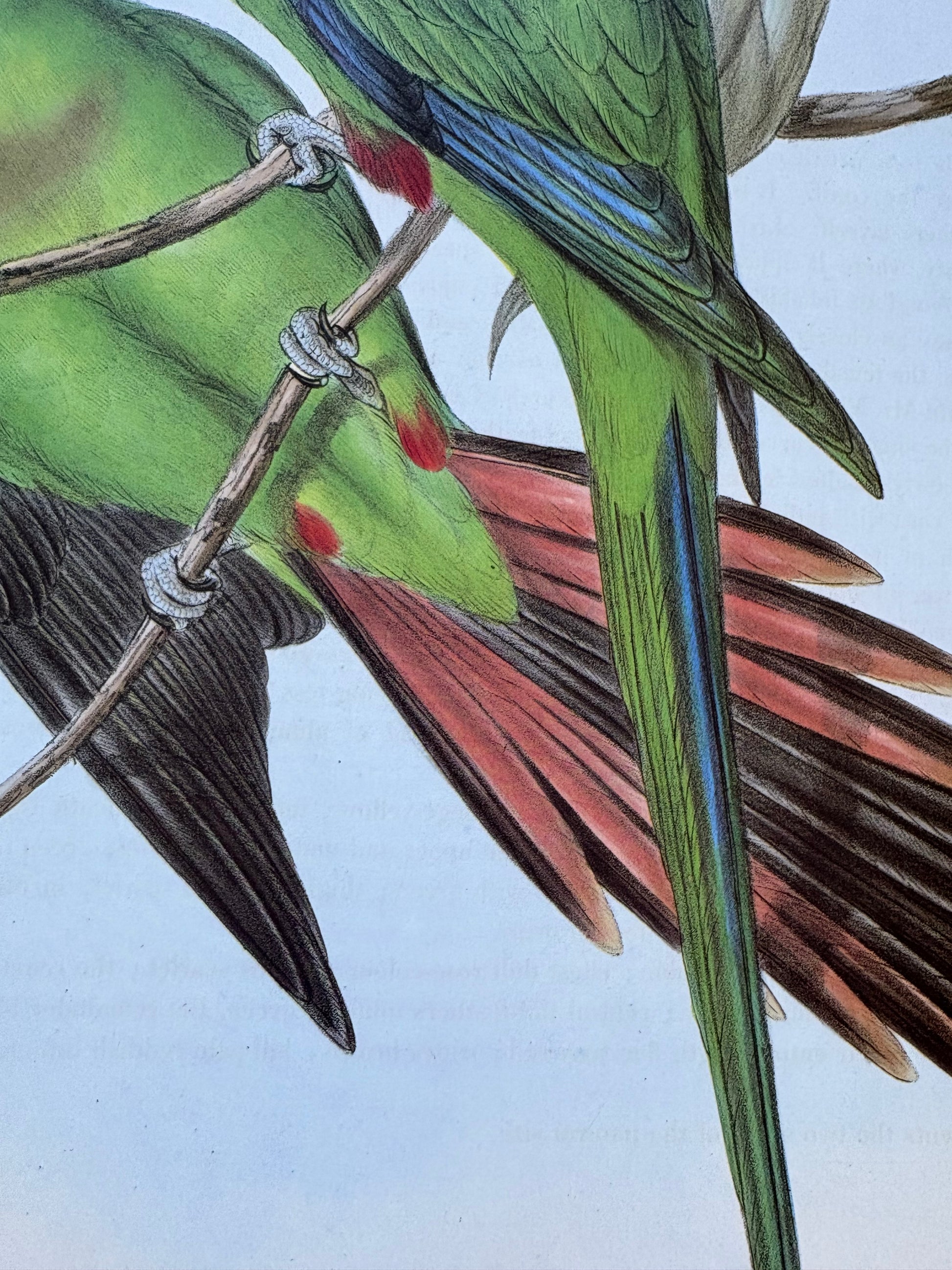 1989 Authentic limited Edition Gould print, Baraband's Parakeet, vintage art