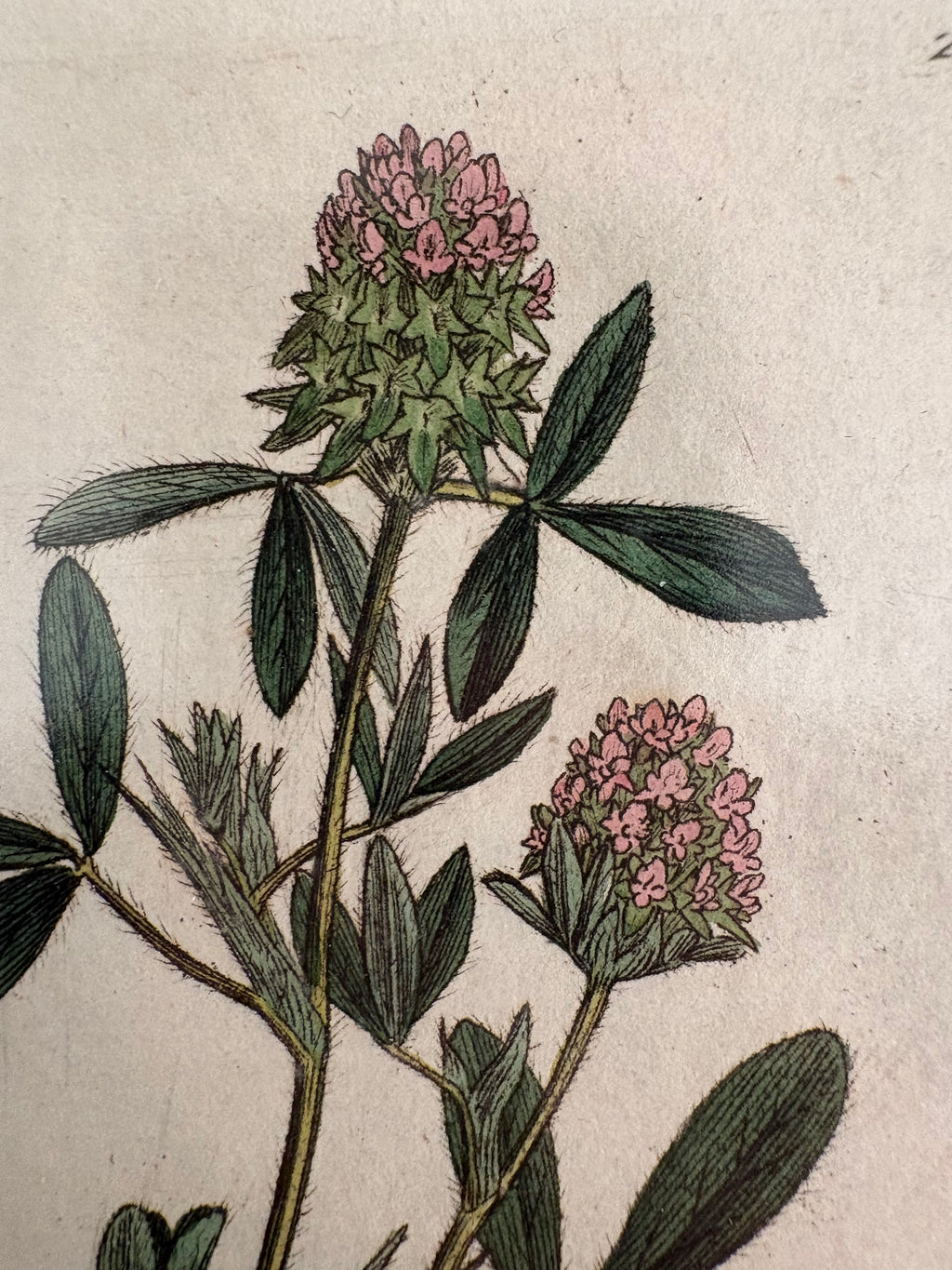 1795 antique botanical art engraving, hand painted, framed art, flower