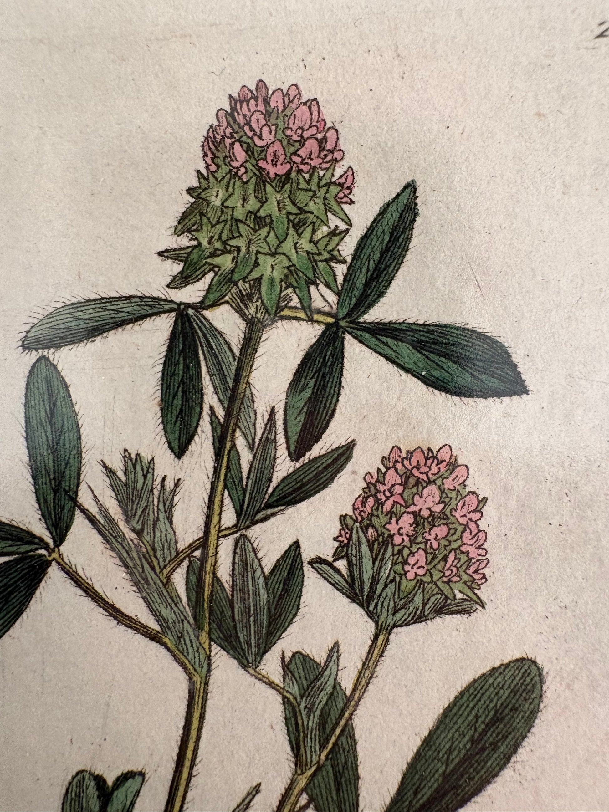 1795 antique botanical art engraving, hand painted, framed art, flower