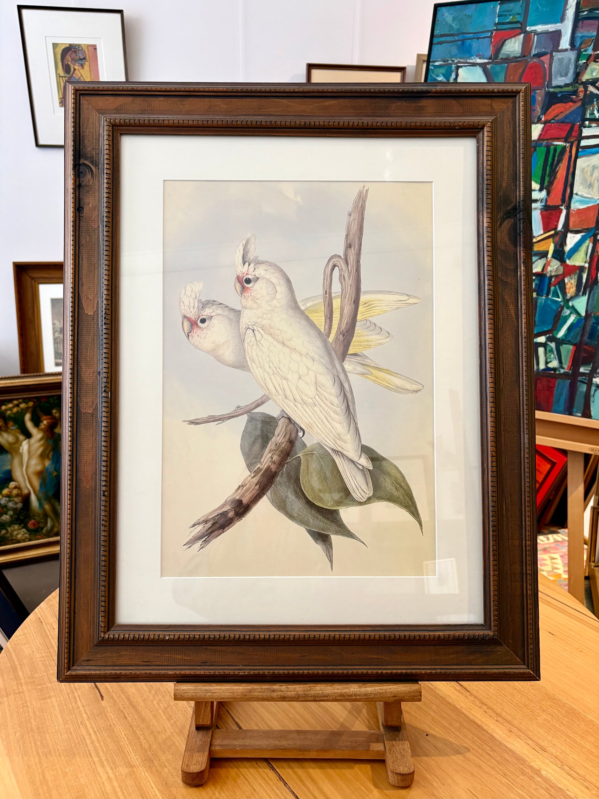 1989 Authentic limited edition 64/500 Gould print, Cockatoo, vintage art