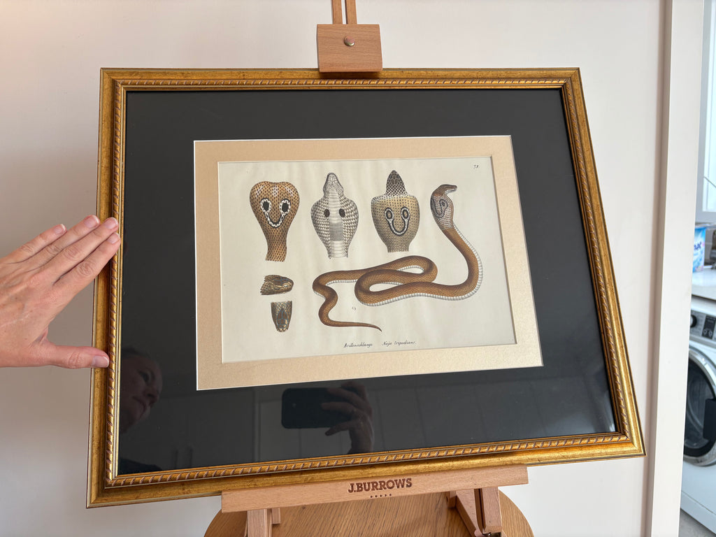1820s original copperplate engraving, Cobra, snake, hand-coloured, antique framed art