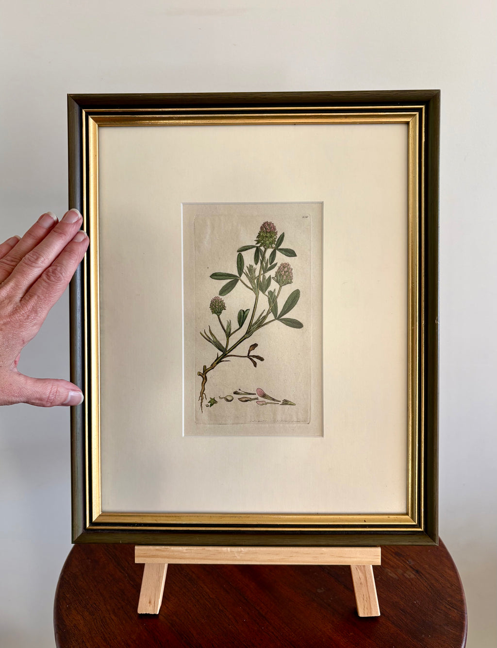 1795 antique botanical art engraving, hand painted, framed art, flower