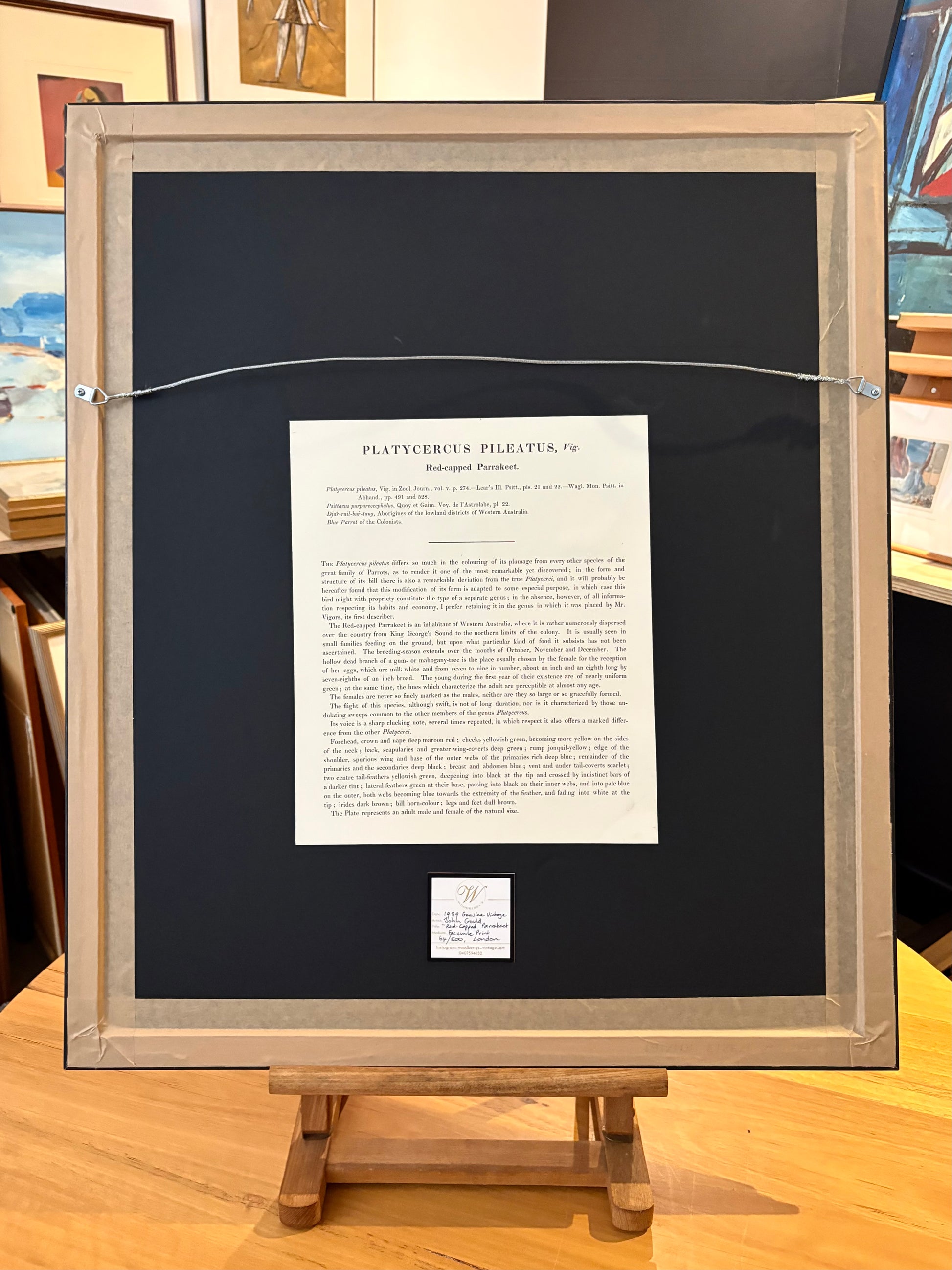1989 Authentic limited edition 64/500 Gould print, Parakeet, vintage art