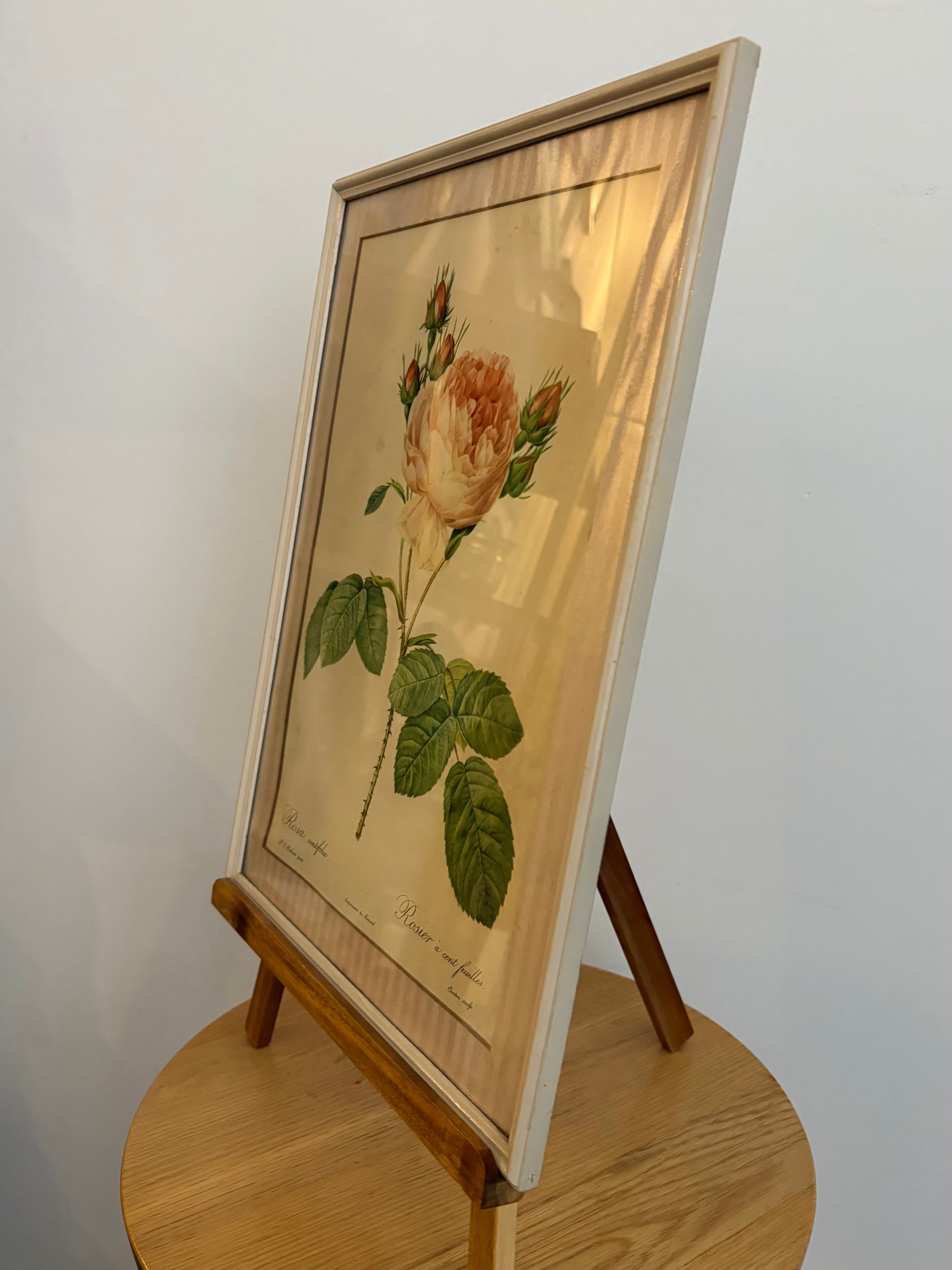 1950s framed print after Redoute, Roses, French art