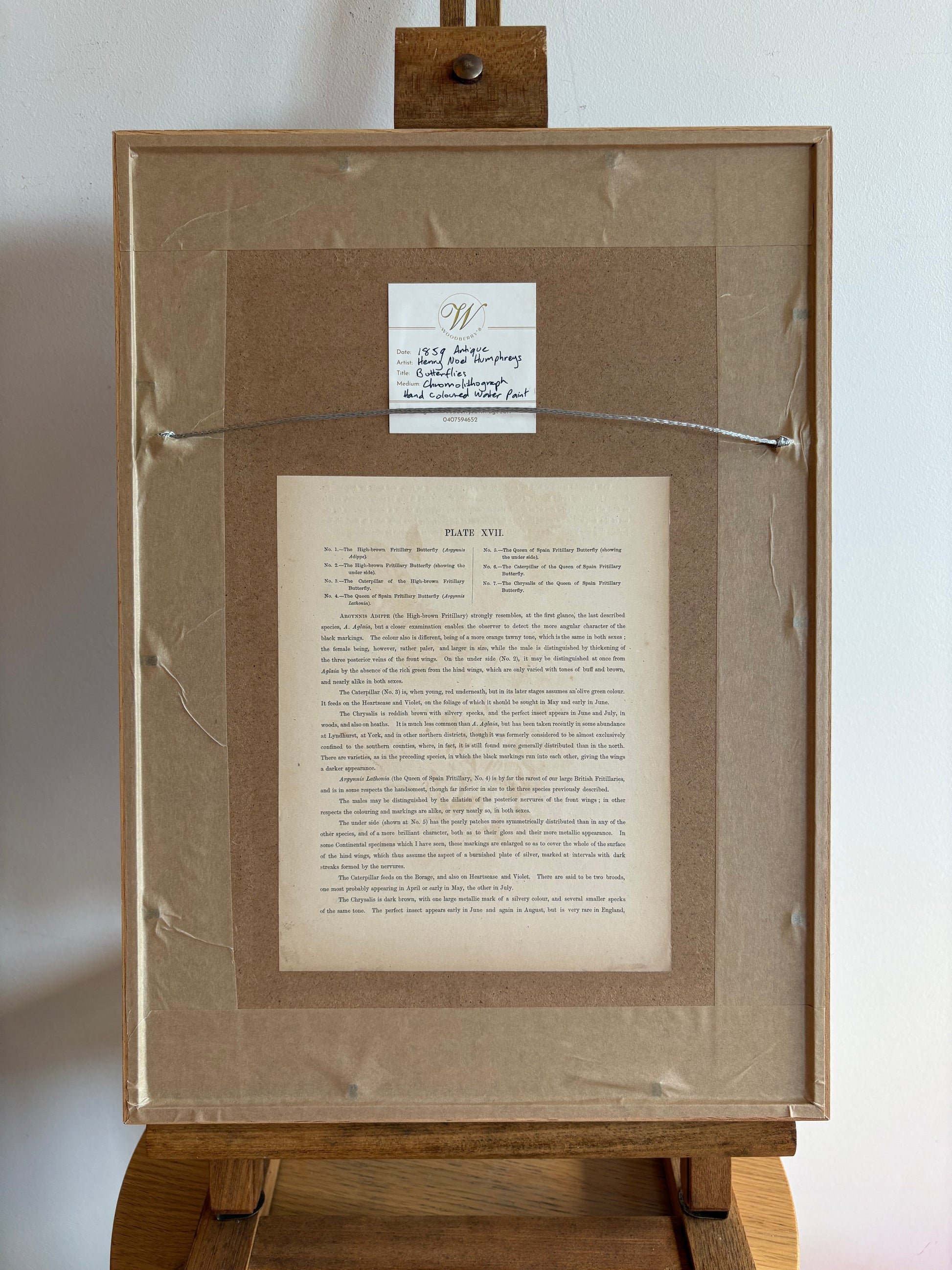 1840s Genuine antique butterfly lithograph with hand colouring, flowers, vintage framed art