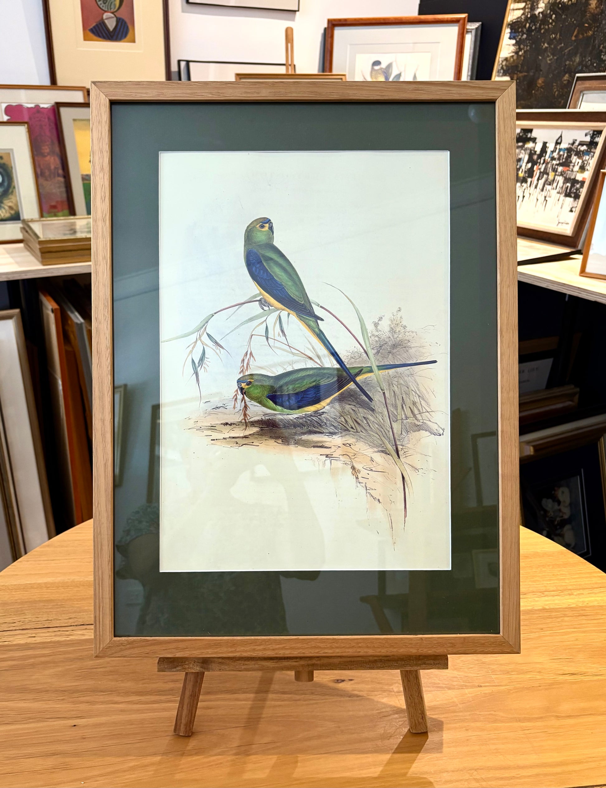 1989 Authentic limited edition 64/500 Gould print, Parakeet, vintage art