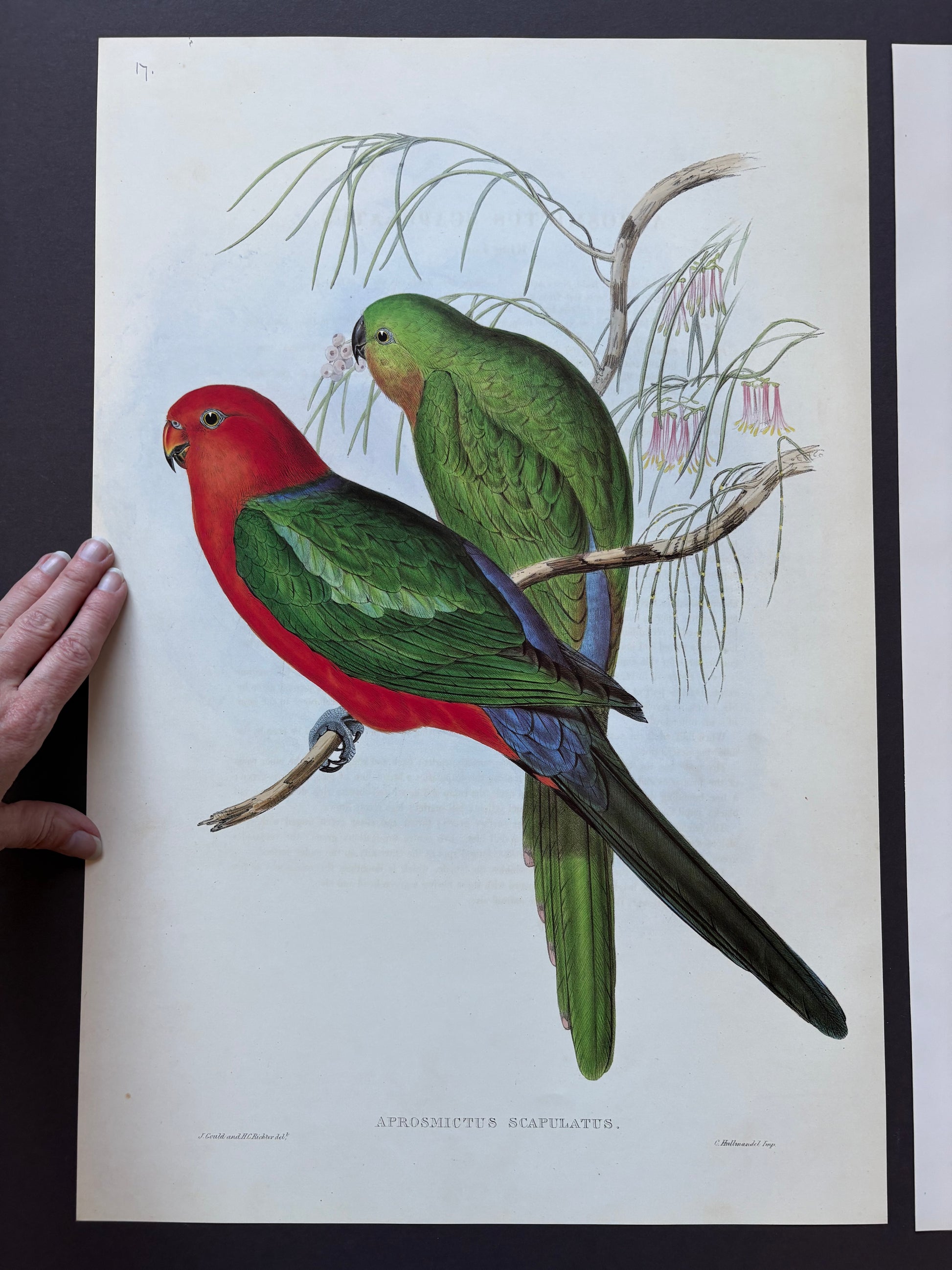 1989 Authentic limited Edition Gould print, Parrots, vintage art